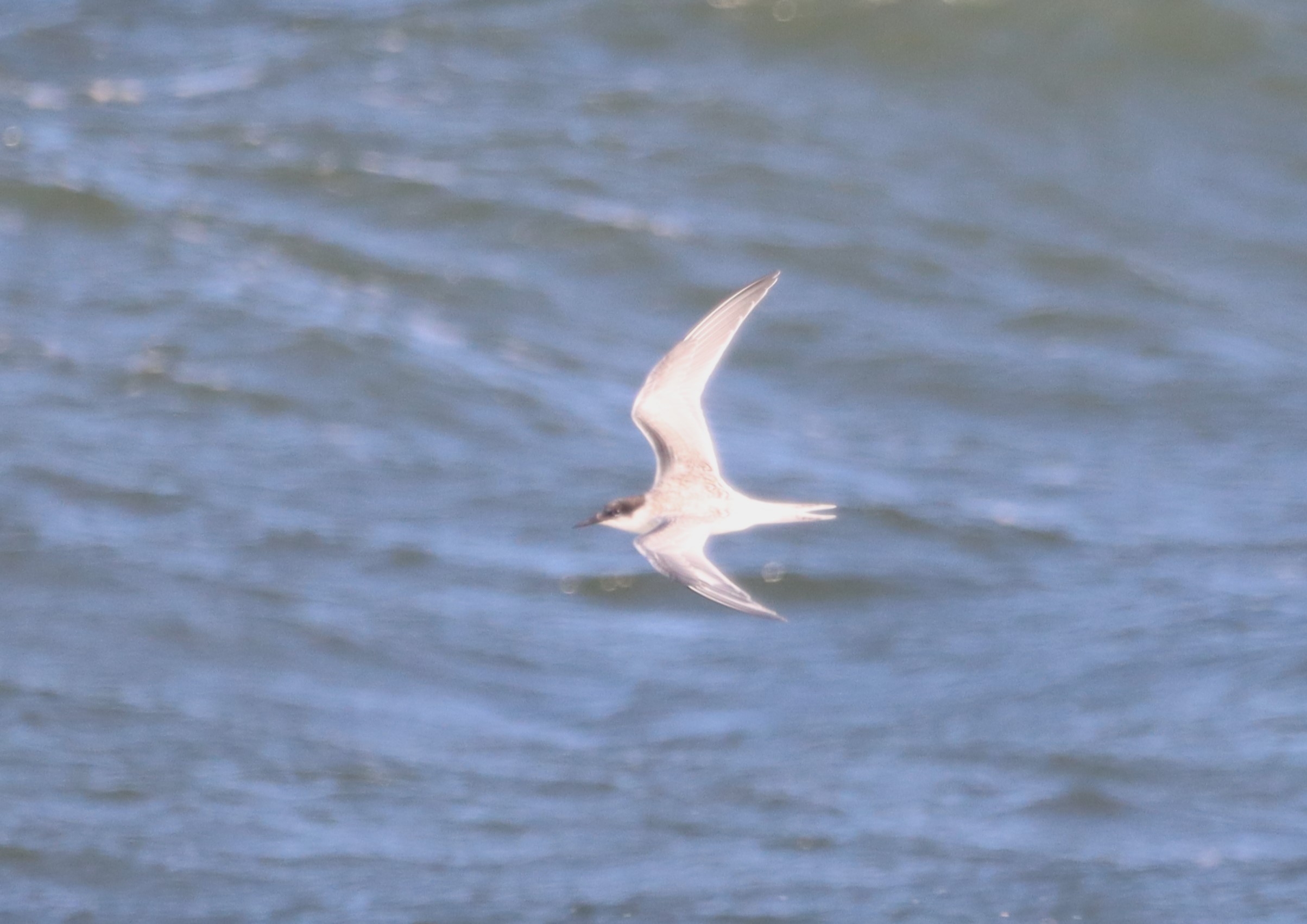 Roseate Tern - 14-10-2023