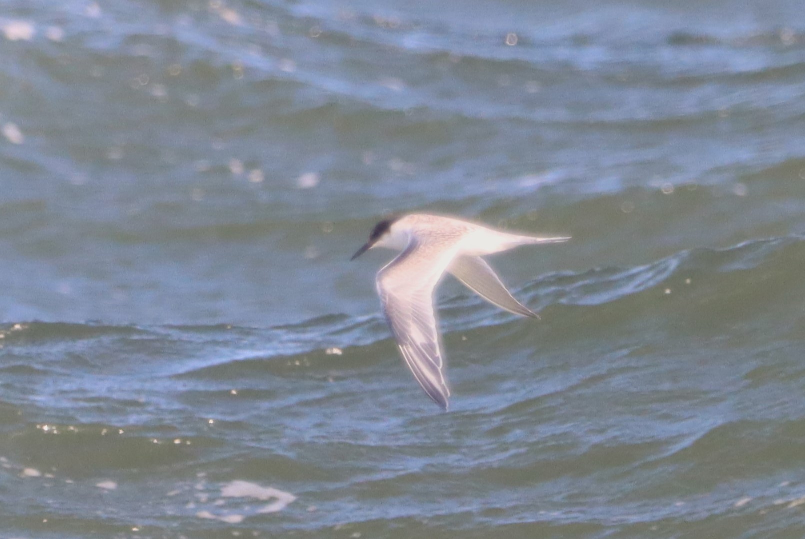 Roseate Tern - 14-10-2023