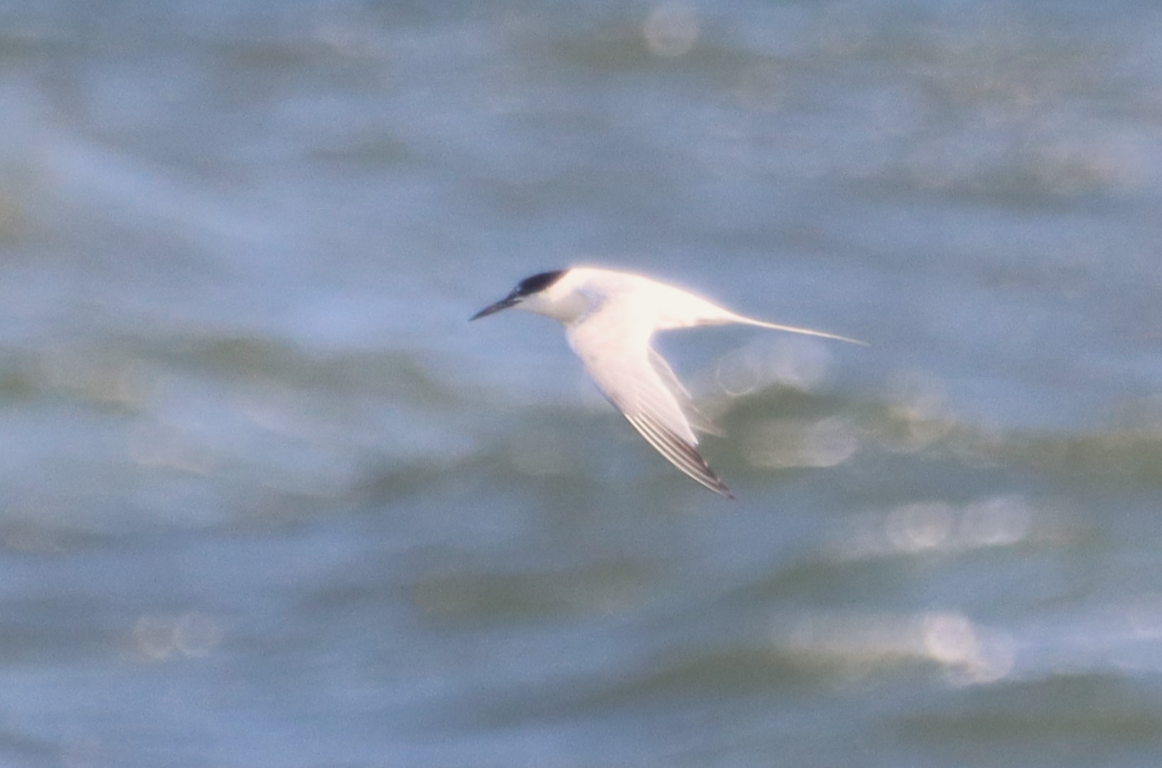 Roseate Tern - 14-10-2023