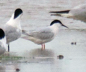 Roseate Tern - 04-07-2021