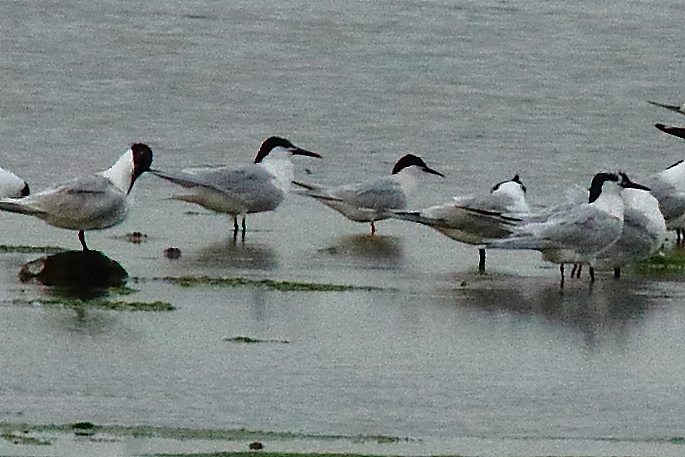 Roseate Tern - 04-07-2021