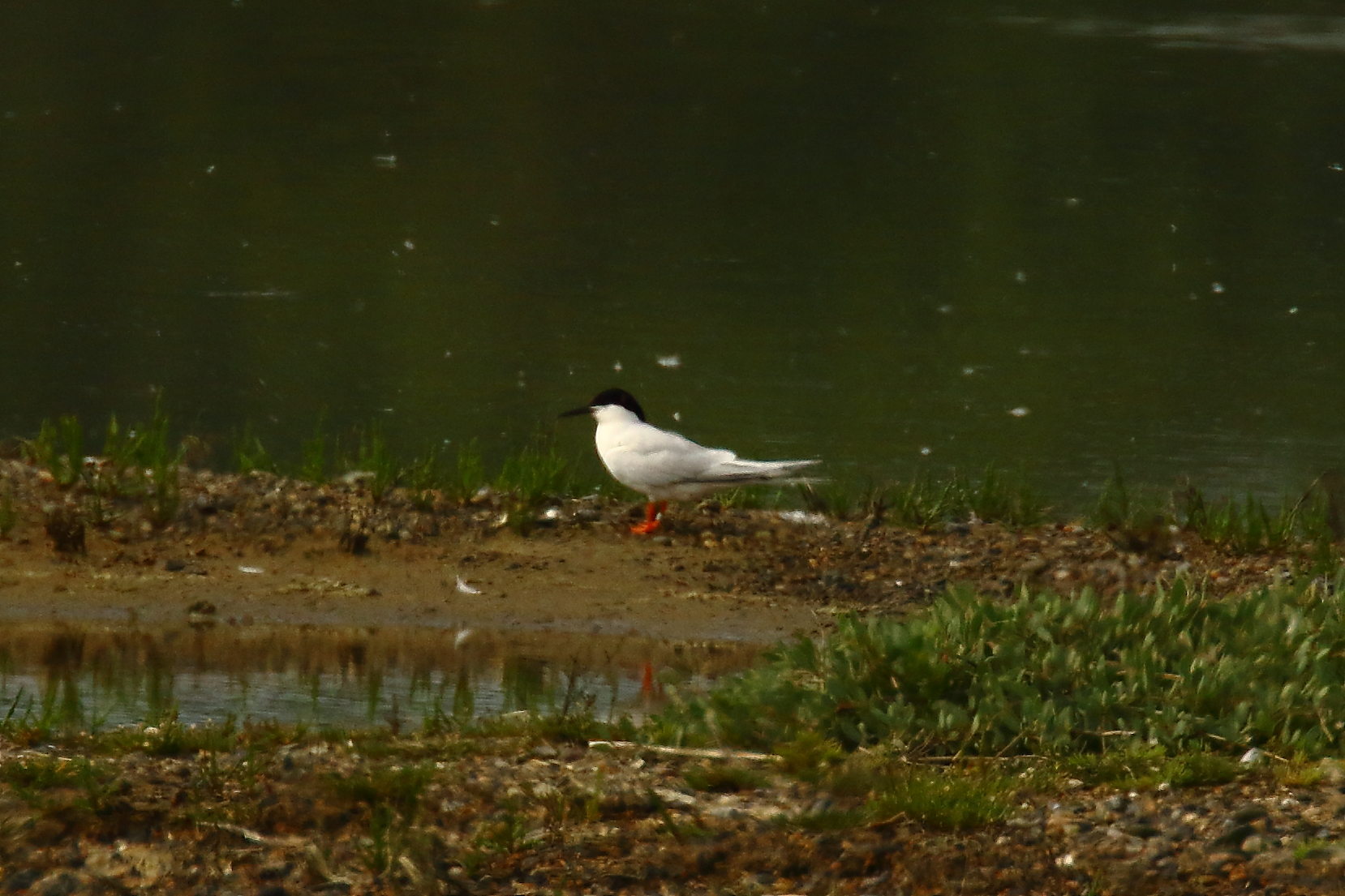 Roseate Tern - 24-06-2021