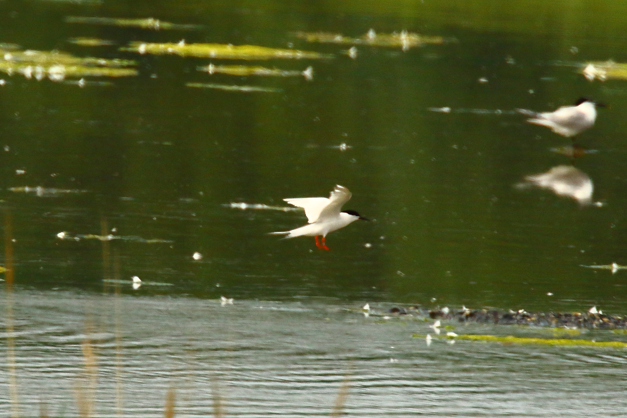 Roseate Tern - 24-06-2021