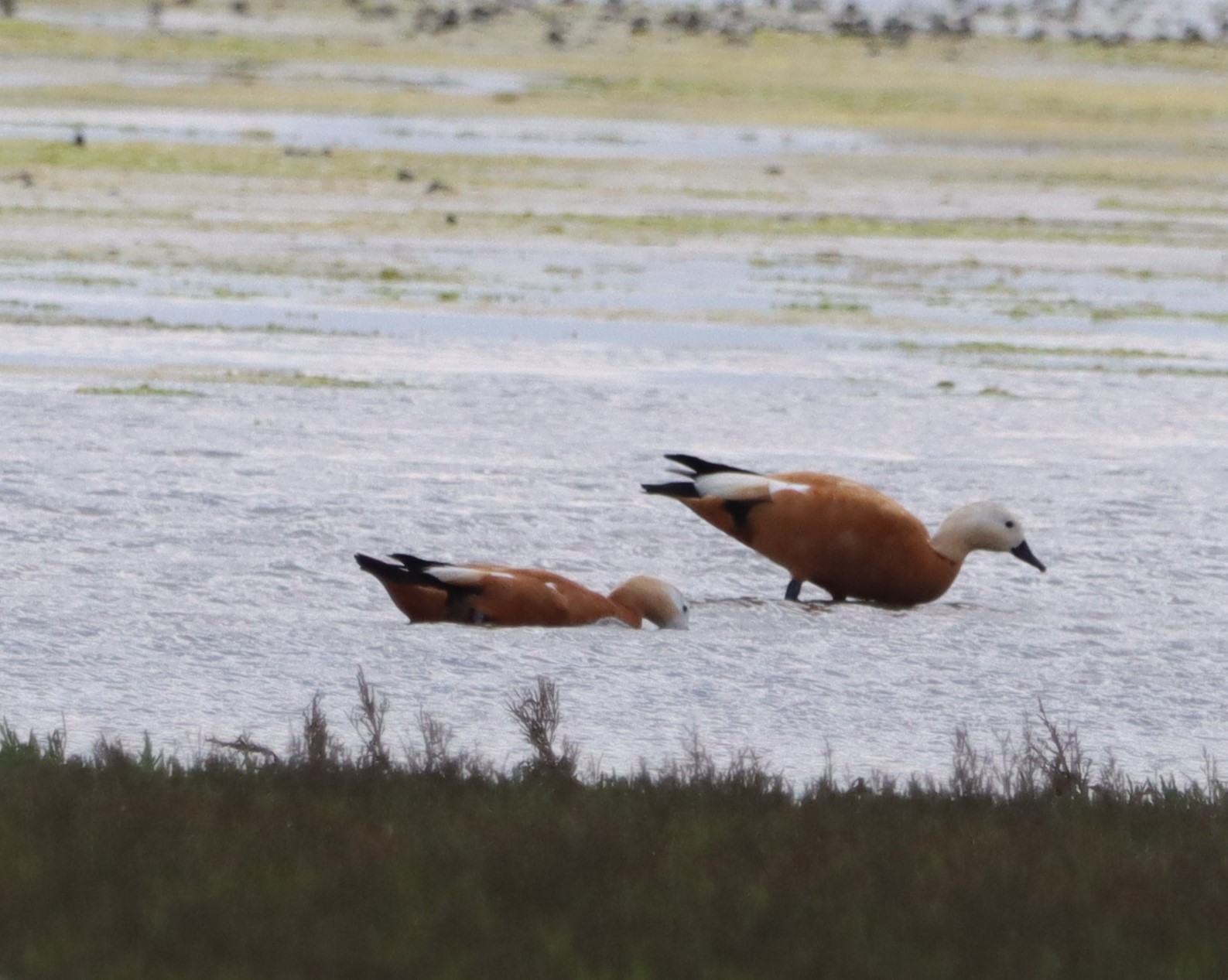 Ruddy Shelduck - 11-07-2023