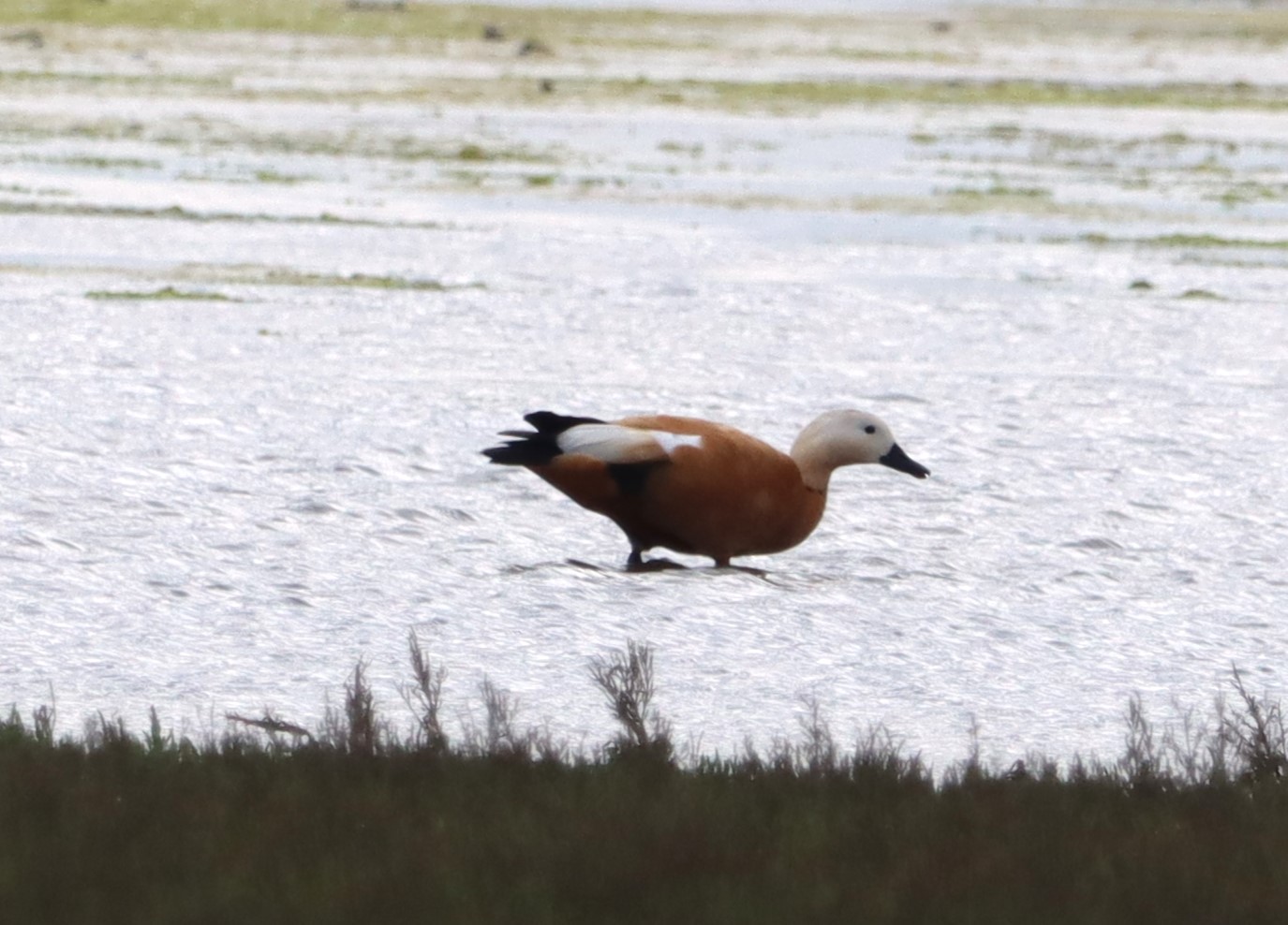 Ruddy Shelduck - 11-07-2023