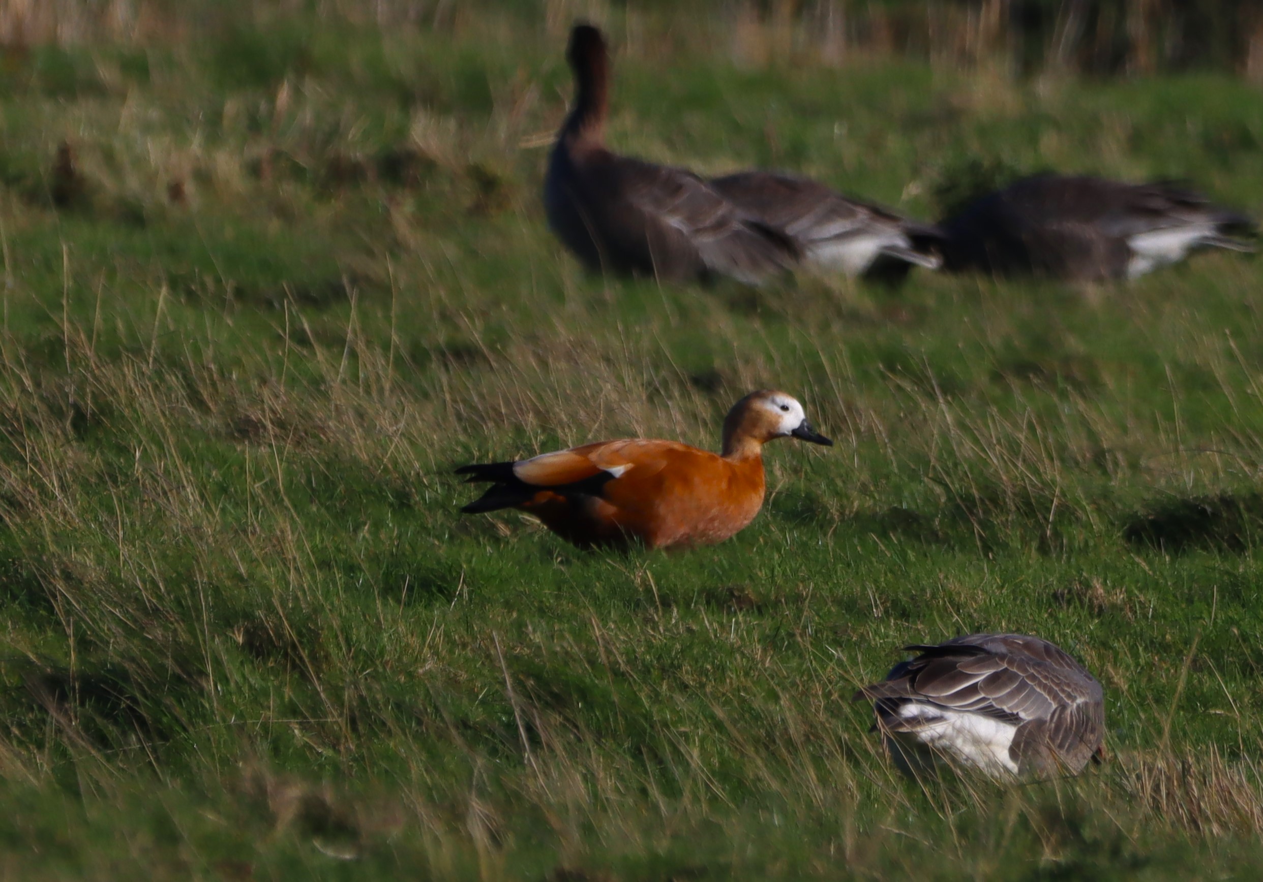 Ruddy Shelduck - 06-10-2025