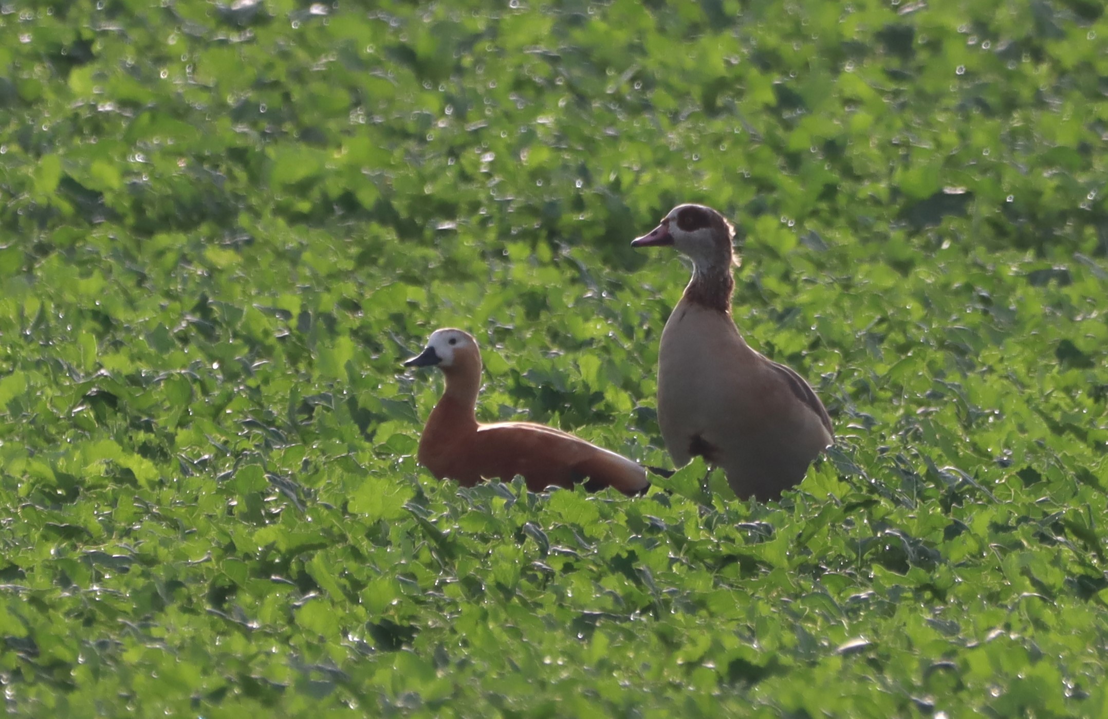 Ruddy Shelduck - 07-10-2025