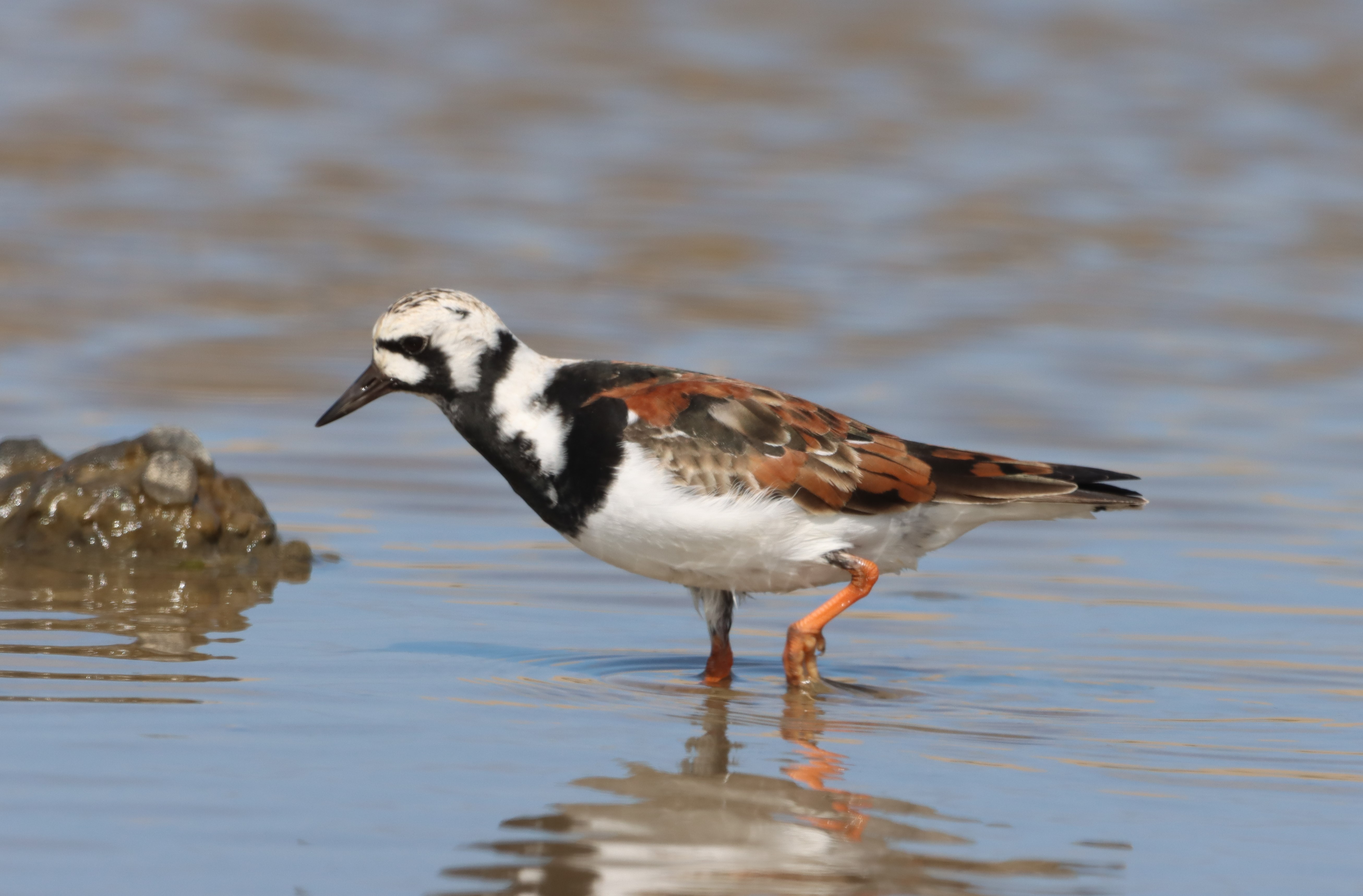 Turnstone - 03-05-2022