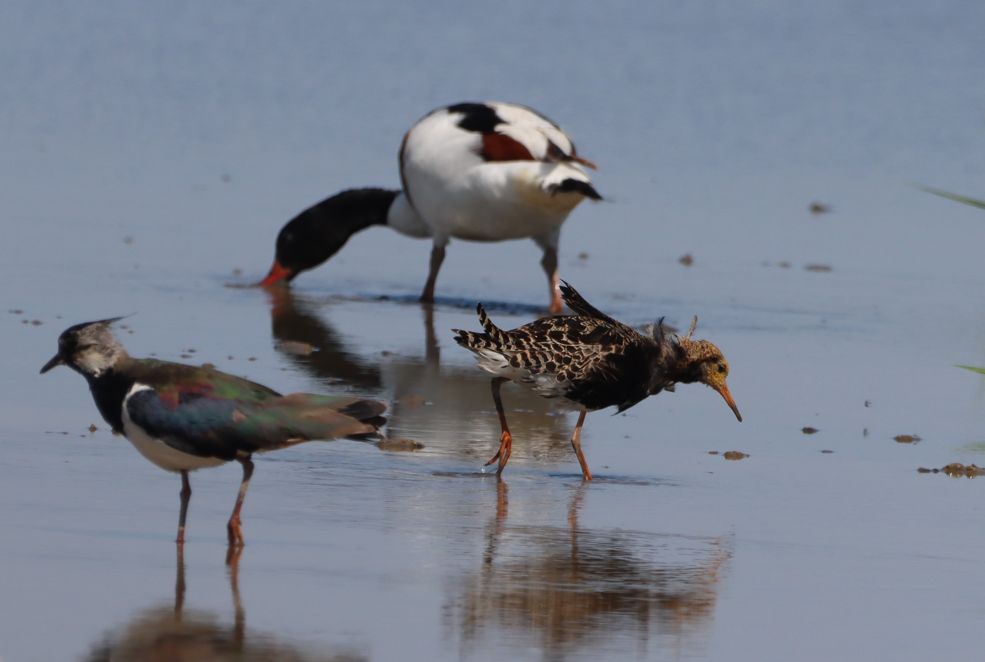 Ruff - 22-06-2025