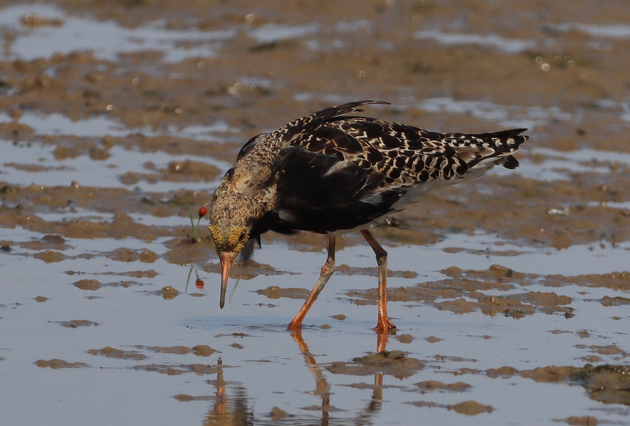 Ruff - 22-06-2025