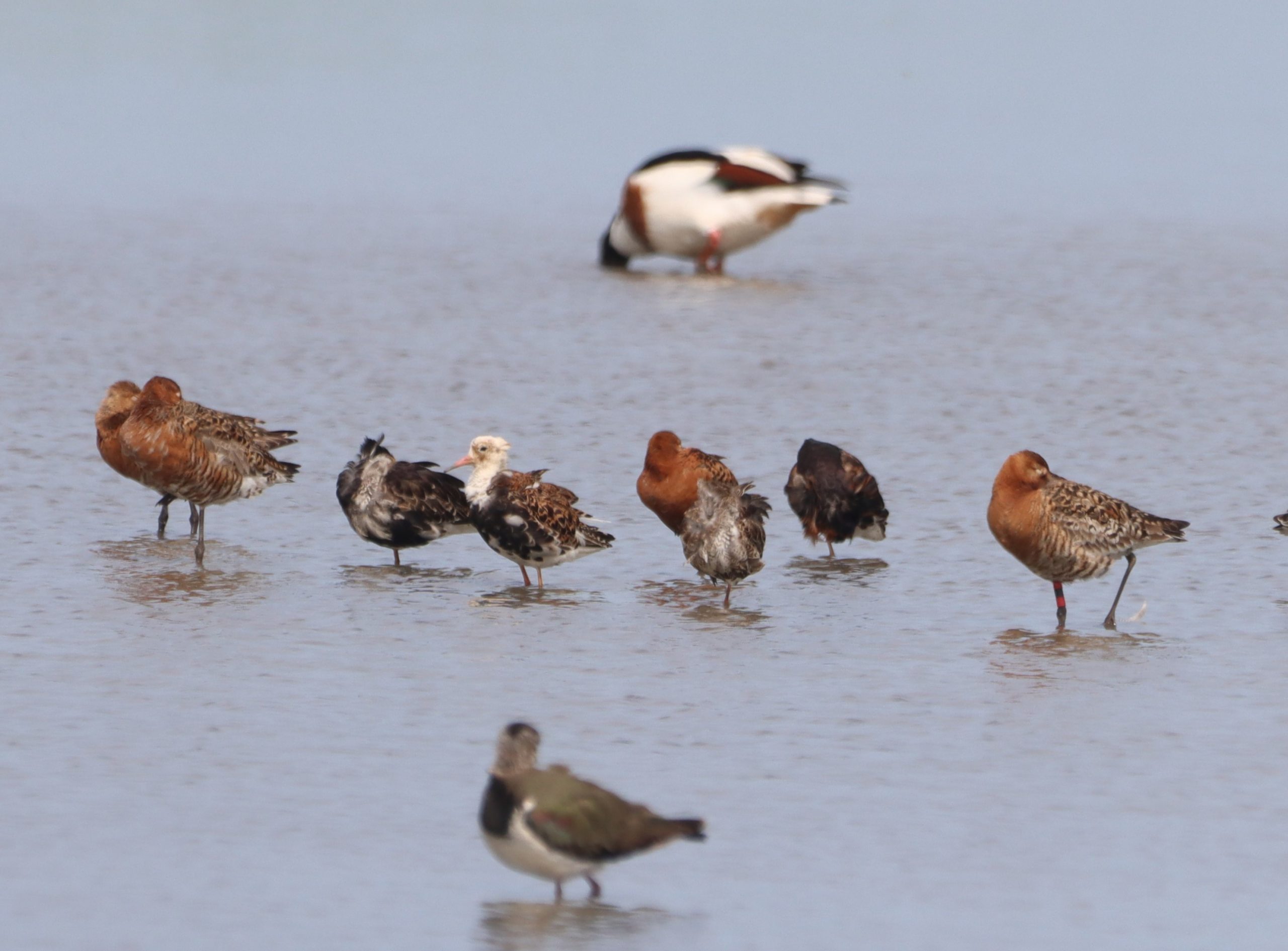 Ruff - 27-06-2026
