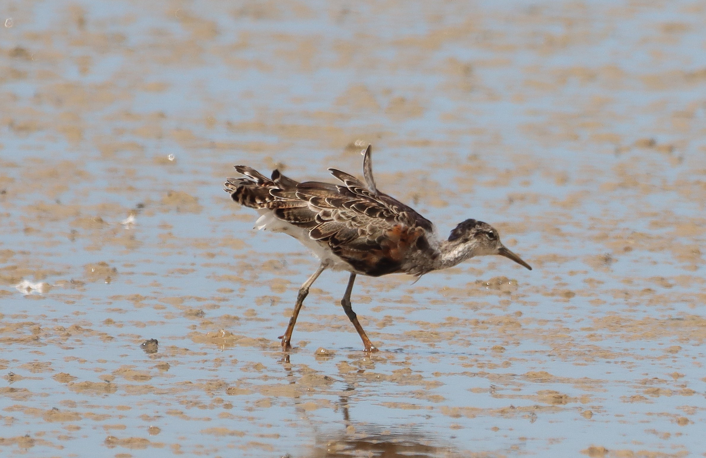 Ruff - 28-06-2025