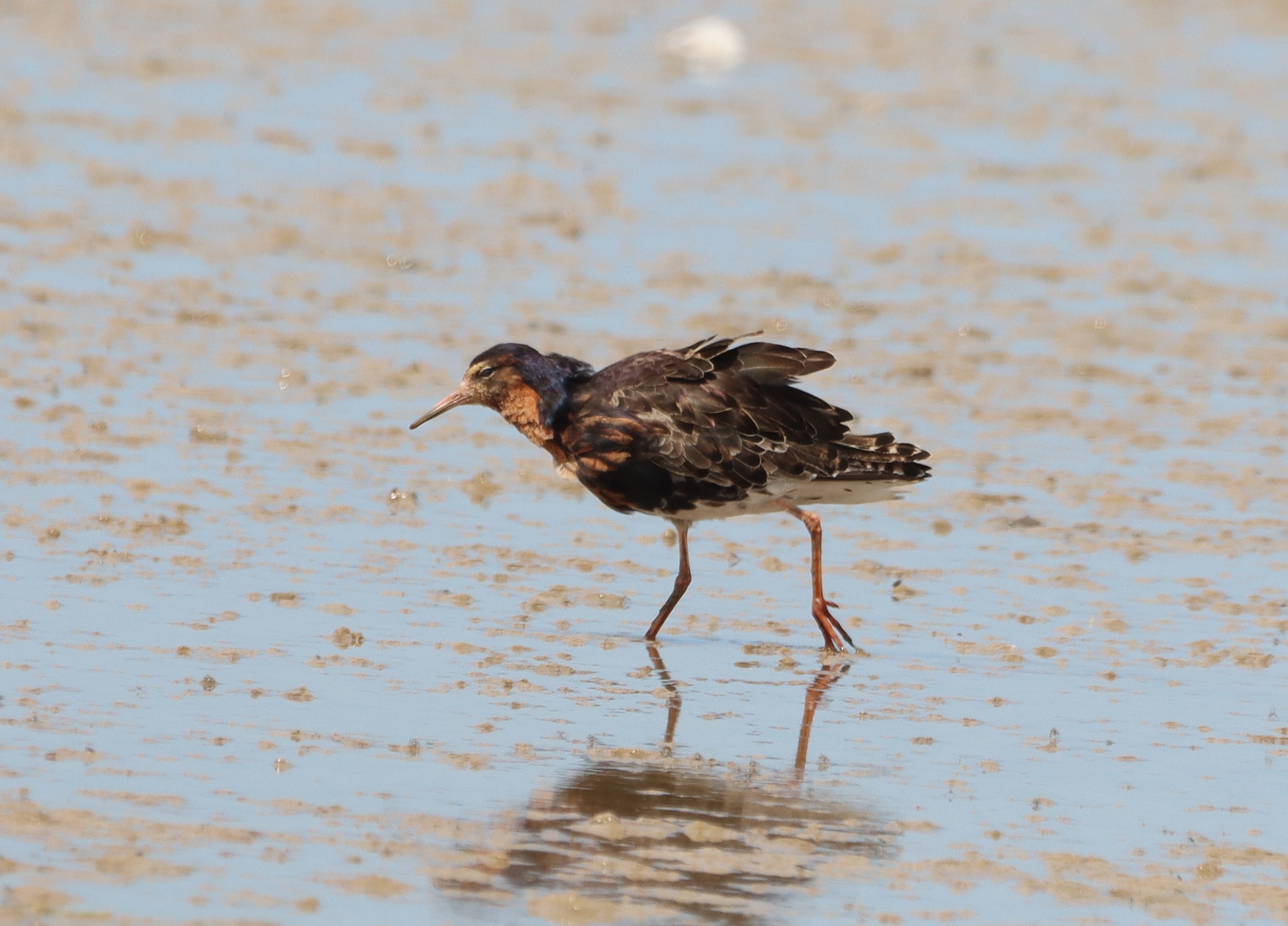 Ruff - 28-06-2025