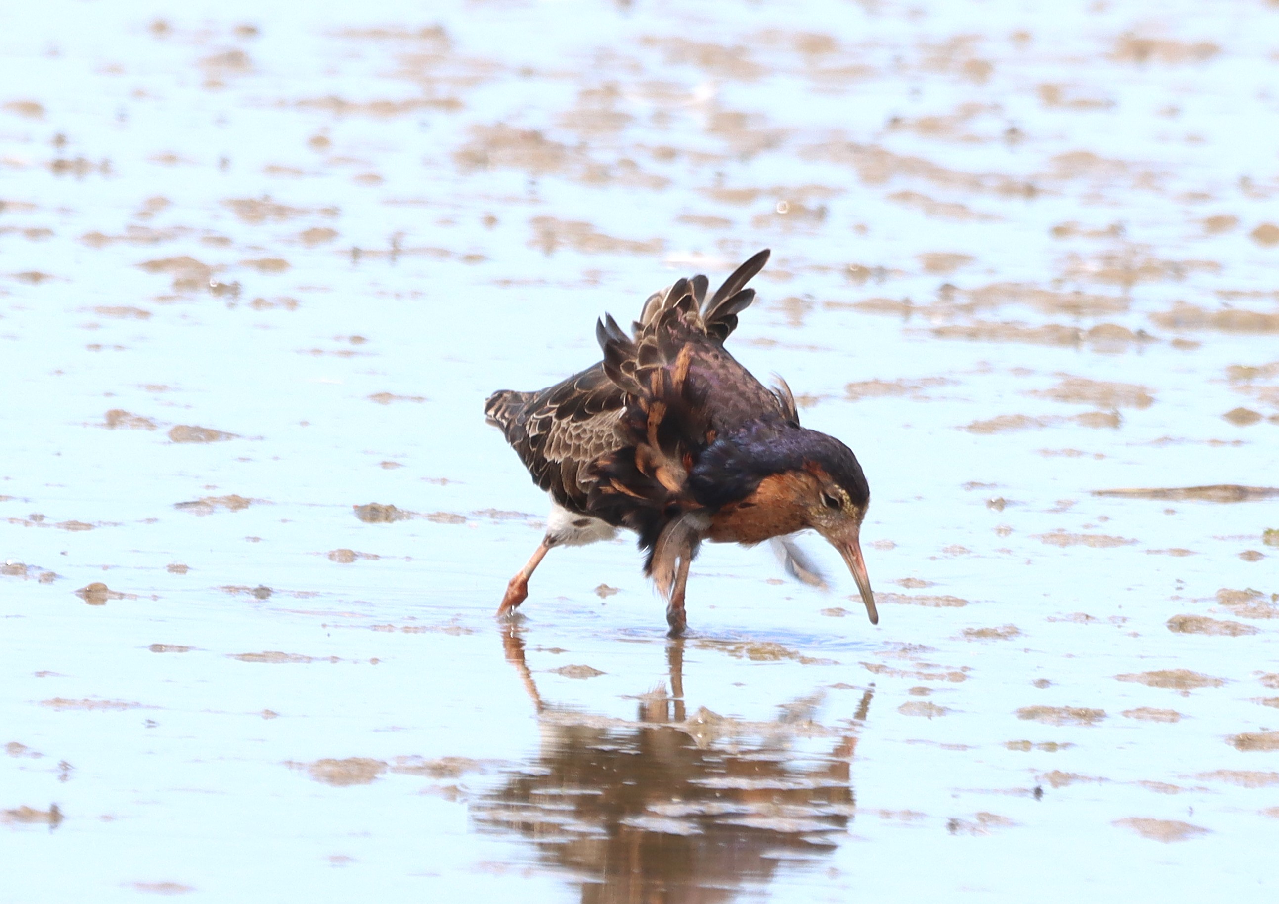 Ruff - 28-06-2025