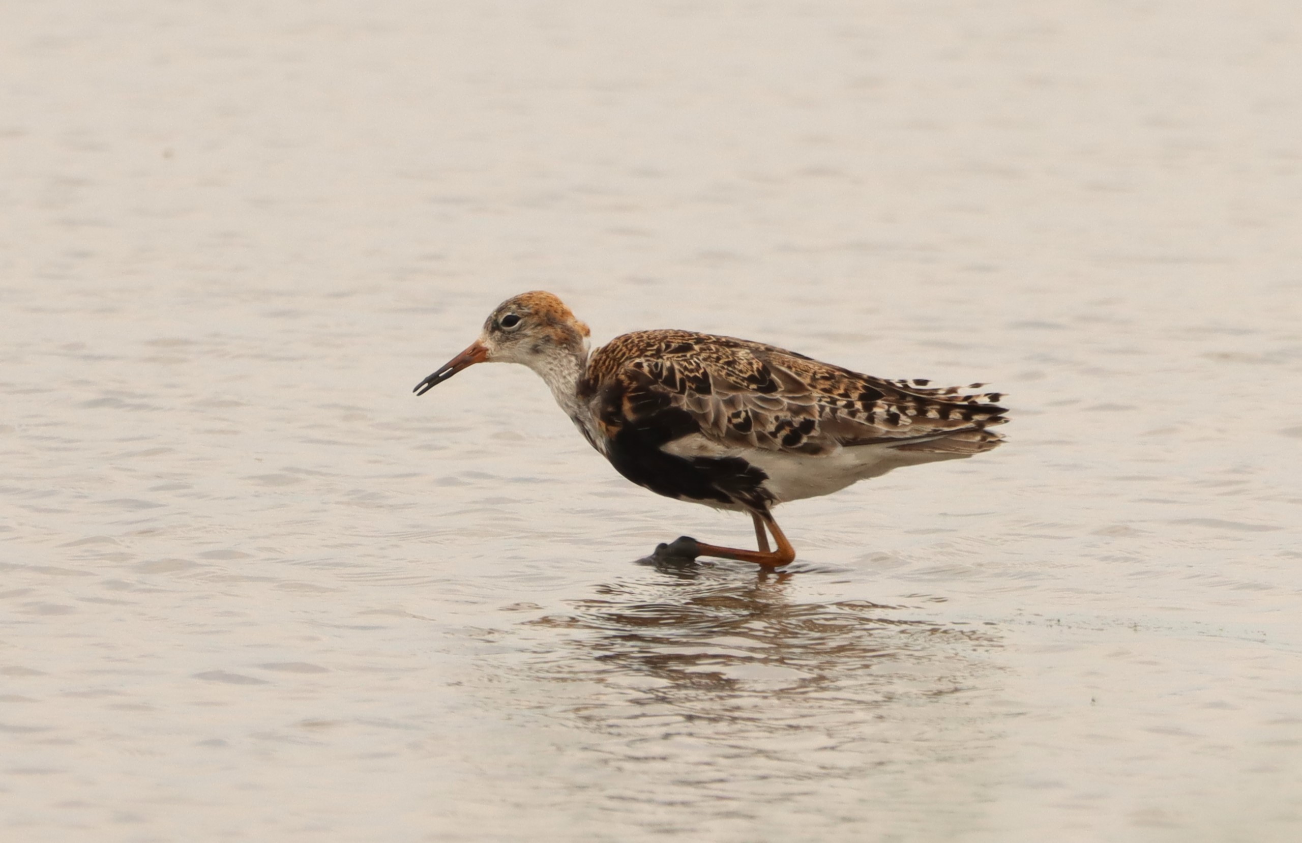 Ruff - 03-07-2026