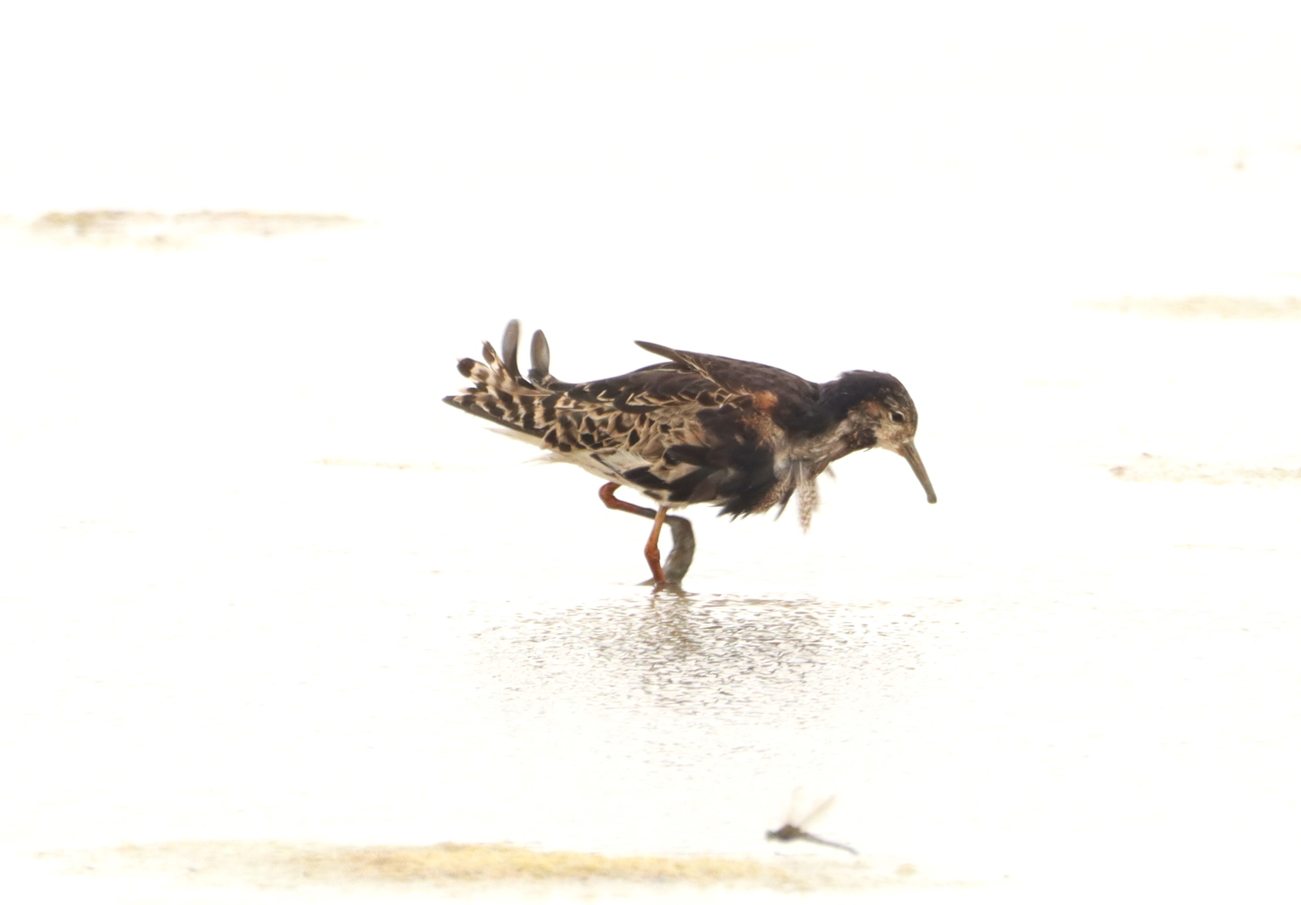 Ruff - 04-07-2026