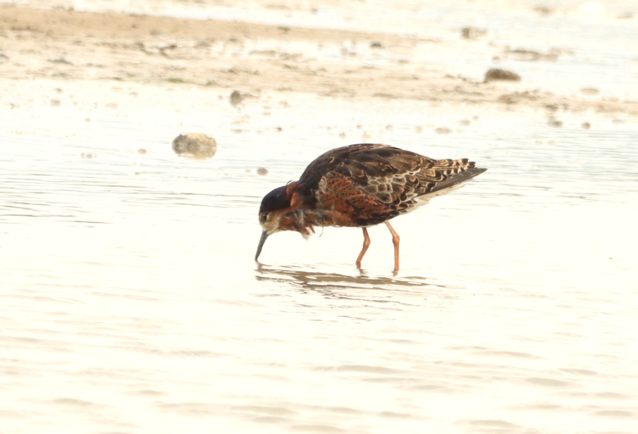Ruff - 04-07-2026