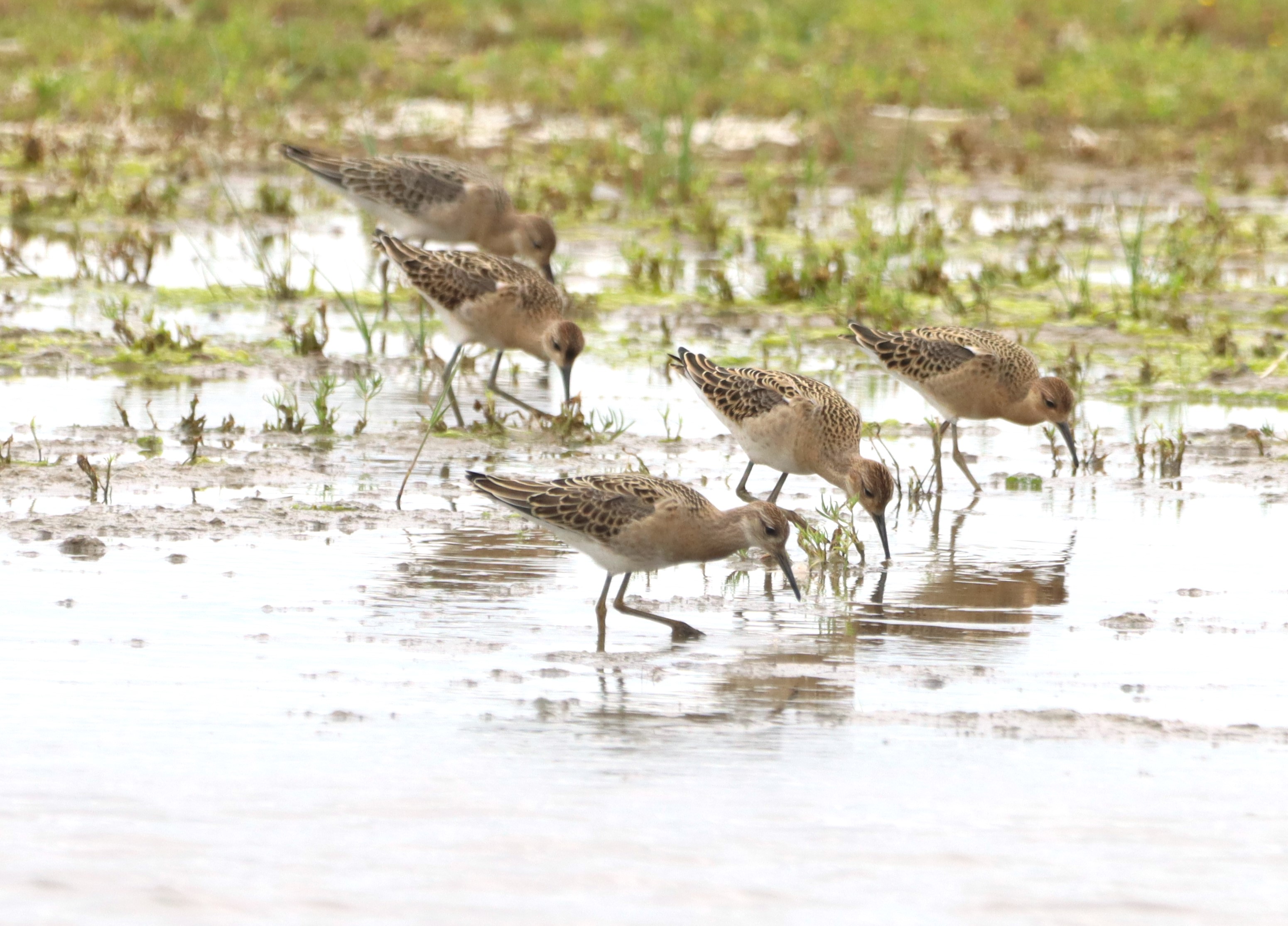 Ruff - 04-08-2025