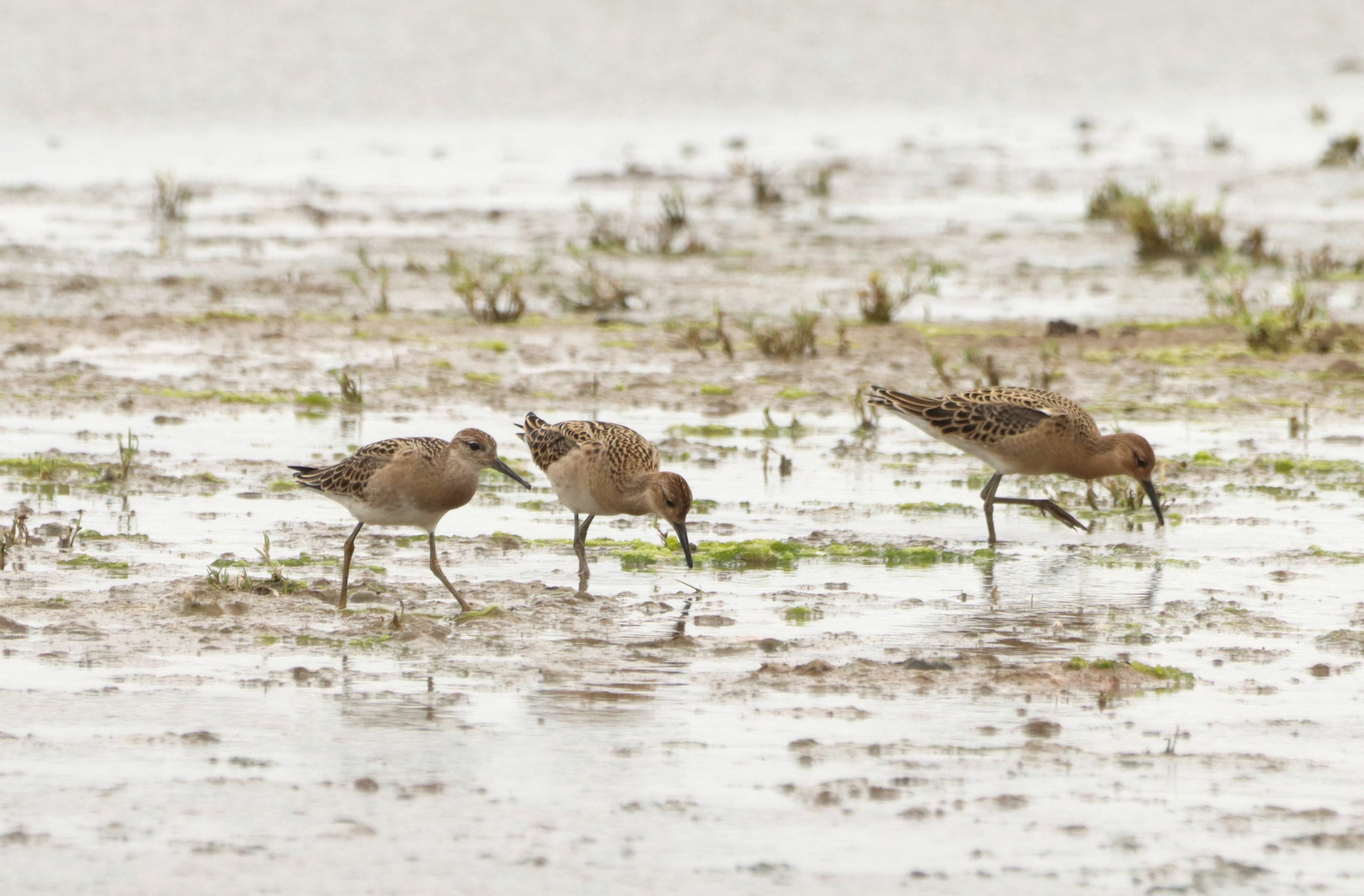 Ruff - 04-08-2025