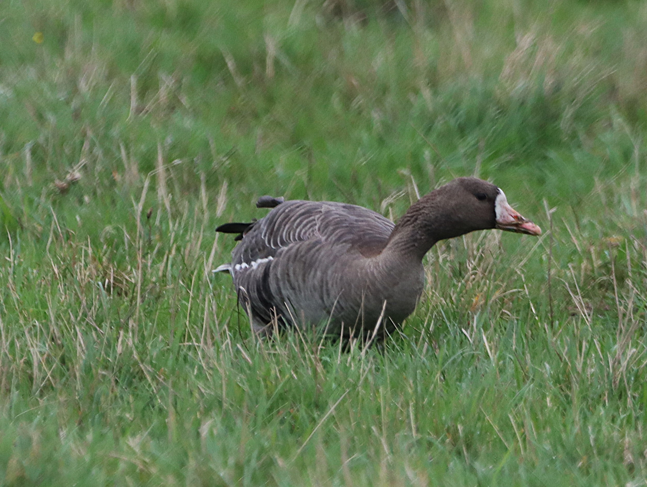 White-fronted Goose (Eurasian) - 14-11-2024