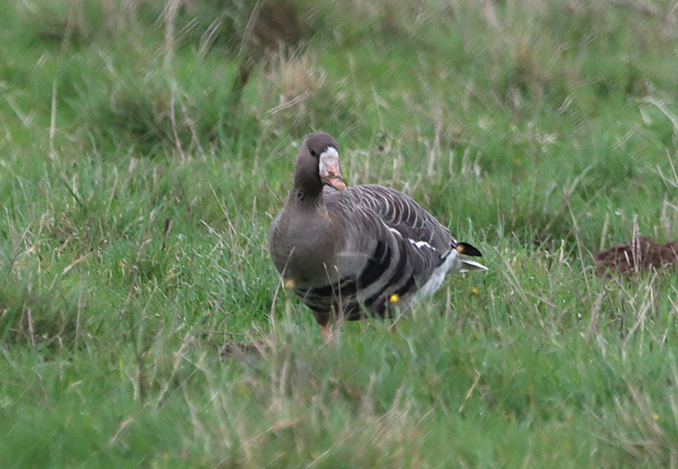 White-fronted Goose (Eurasian) - 14-11-2024