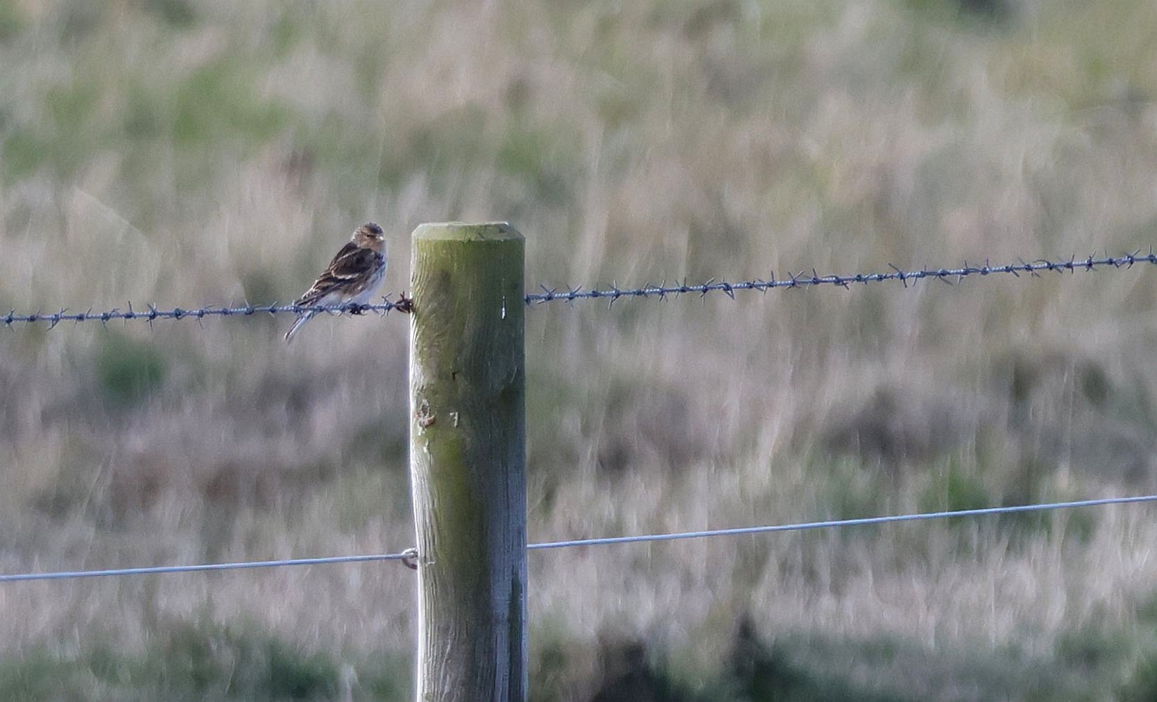 Twite - 31-03-2026