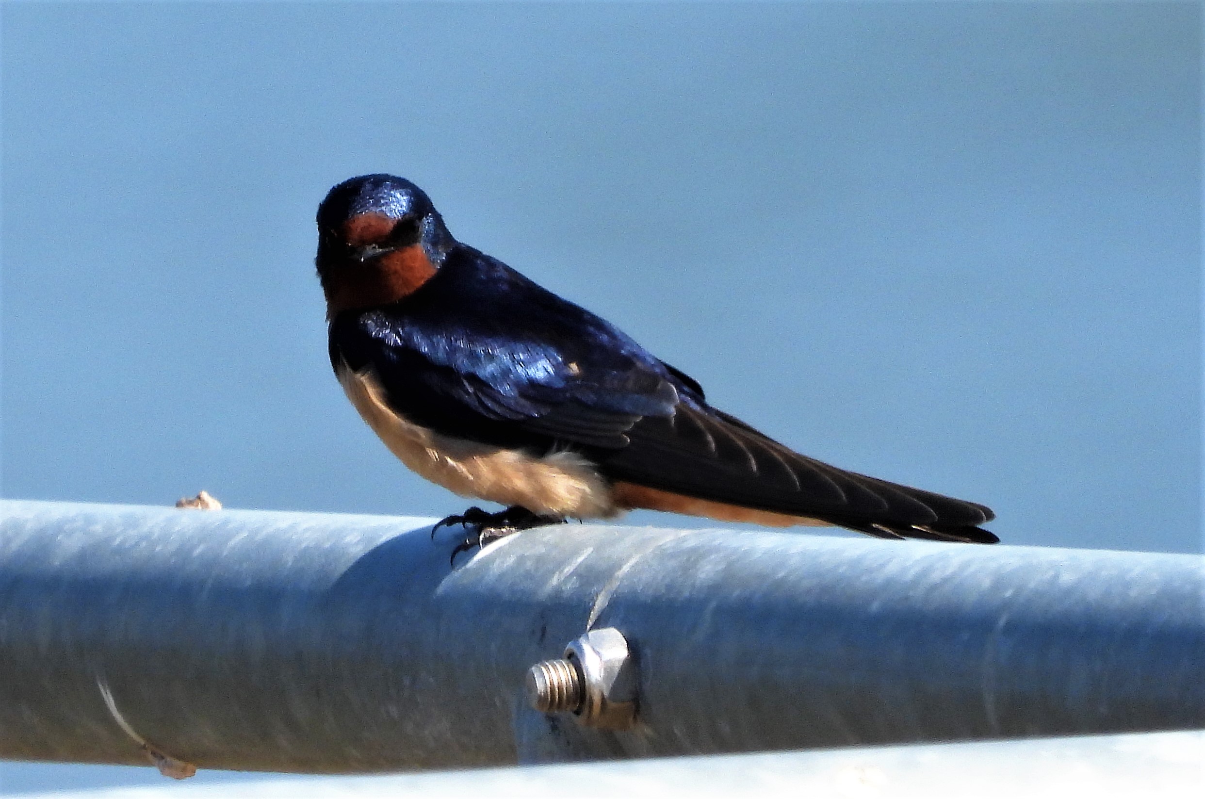 Swallow - 02-05-2021