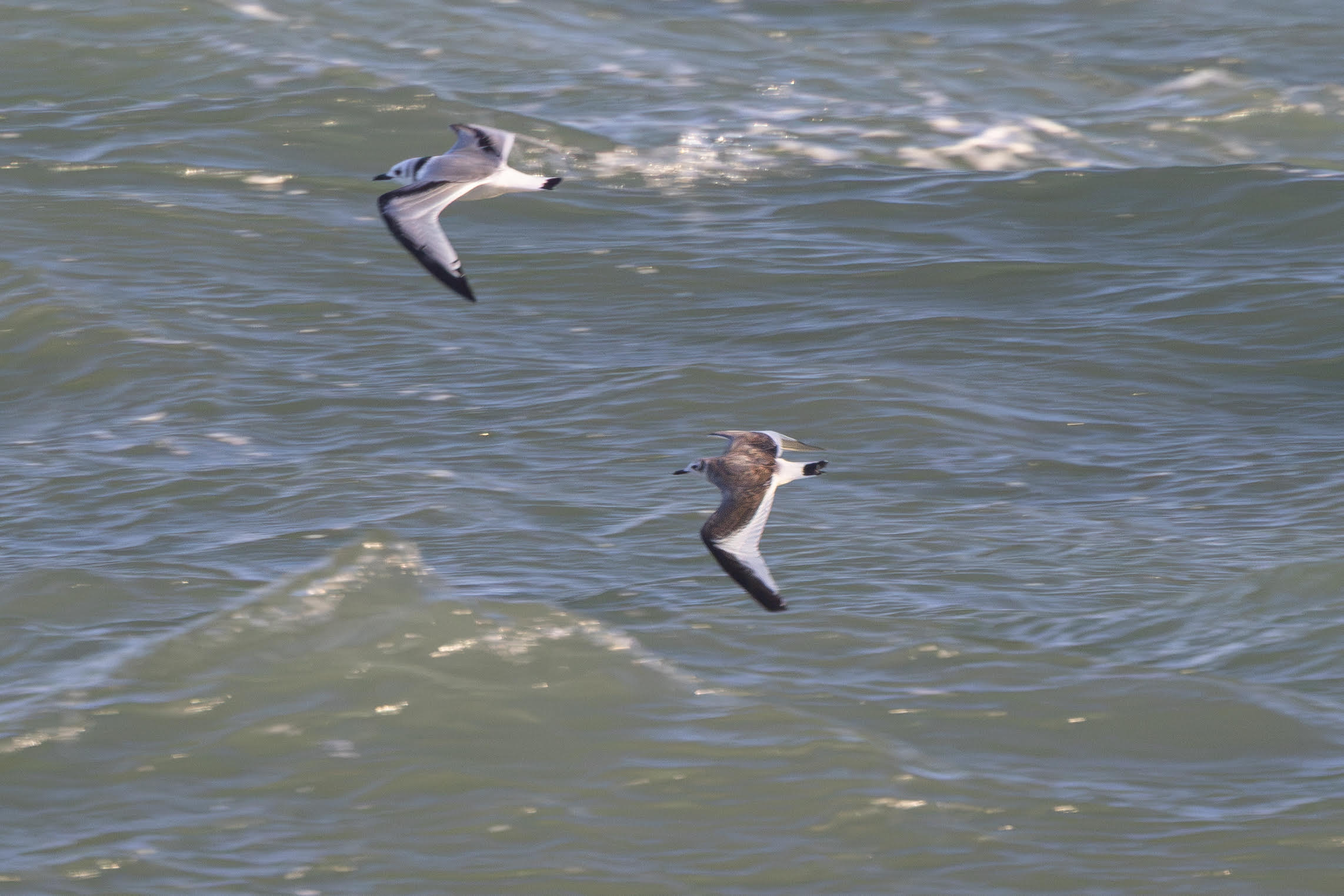 Sabine's Gull - 17-10-2026