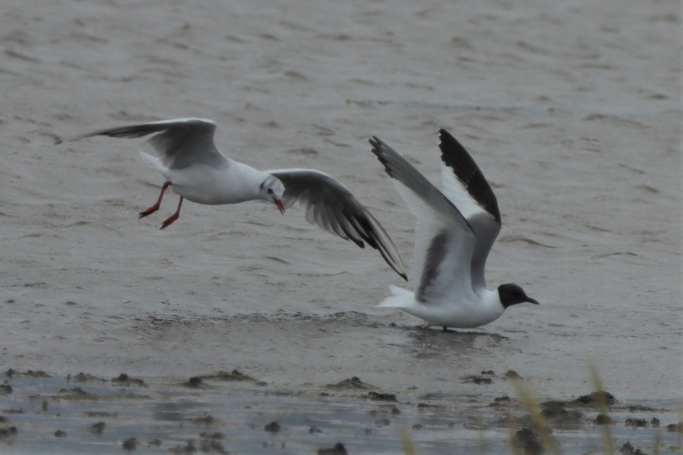 Sabine's Gull - 16-08-2021