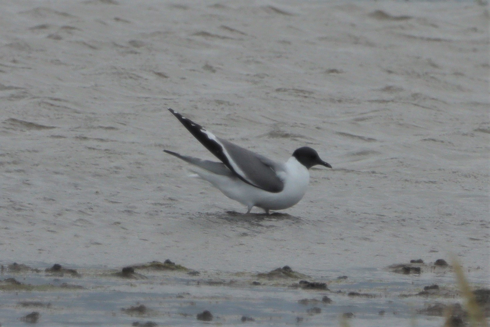 Sabine's Gull - 16-08-2021