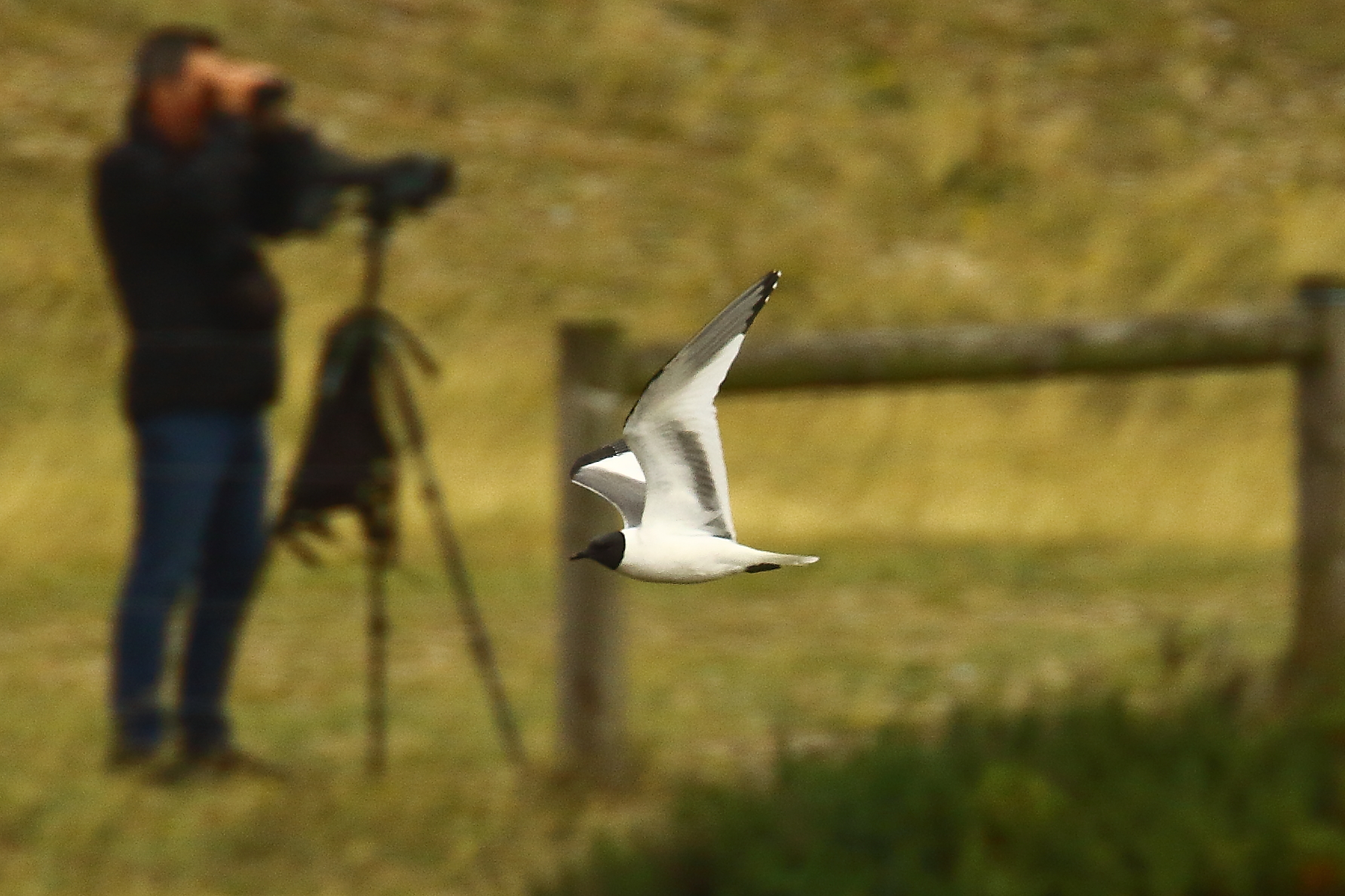 Sabine's Gull - 16-08-2021