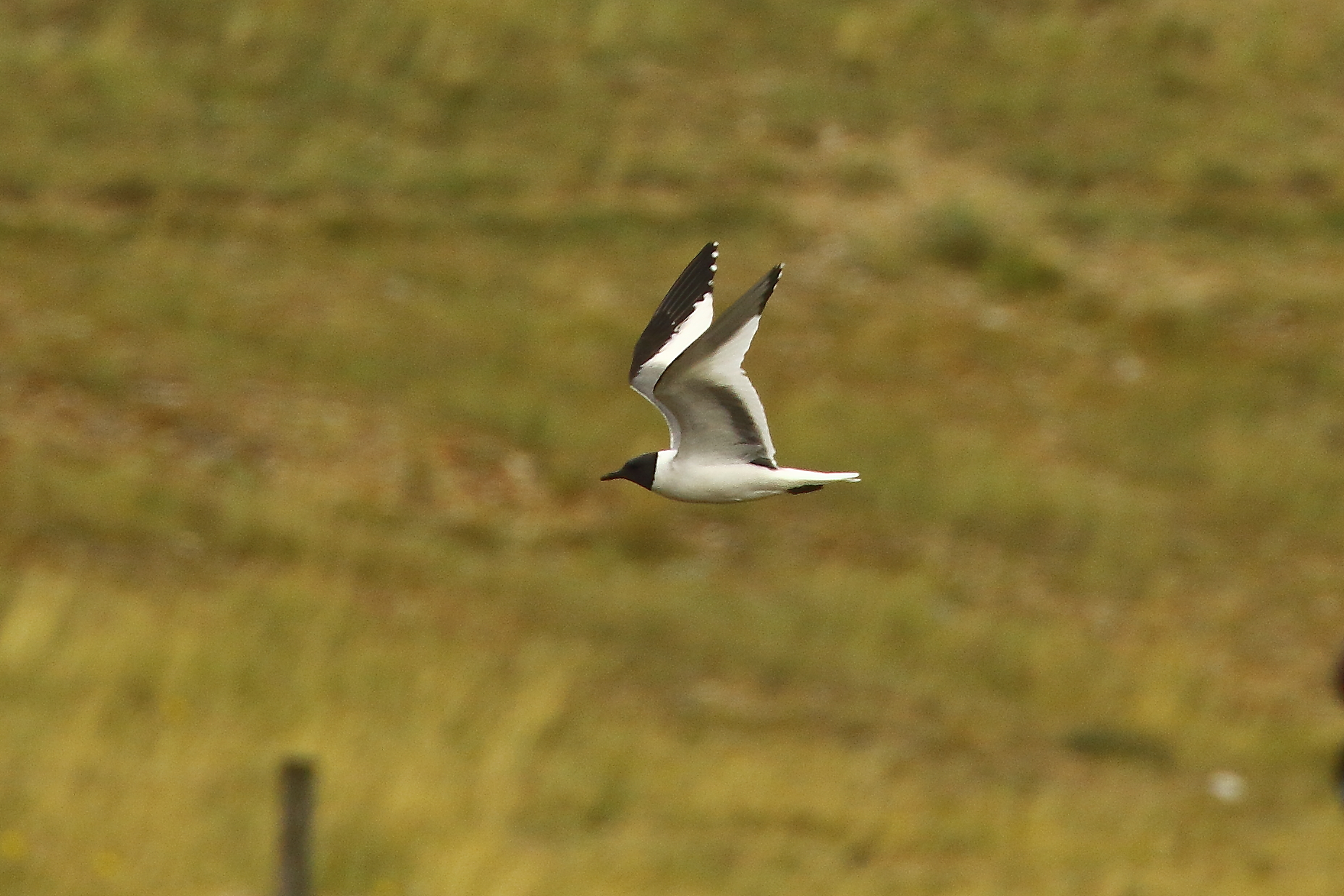 Sabine's Gull - 16-08-2021