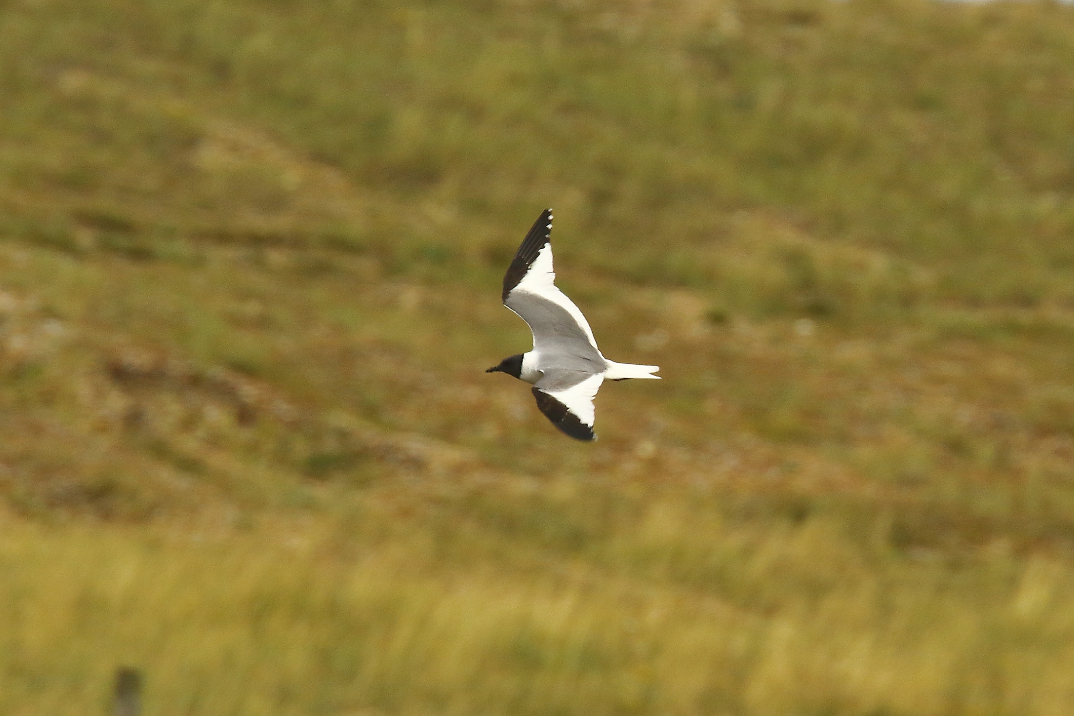 Sabine's Gull - 16-08-2021