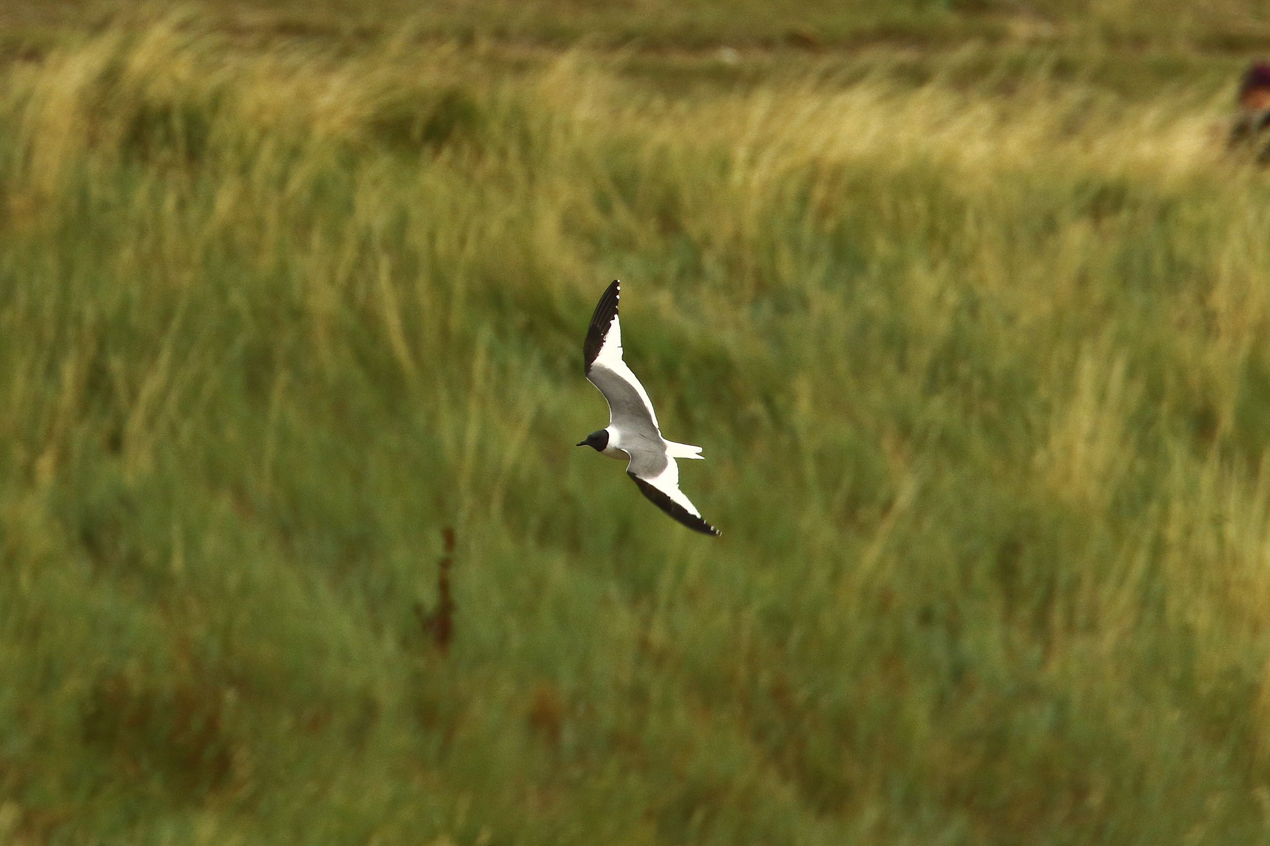 Sabine's Gull - 16-08-2021