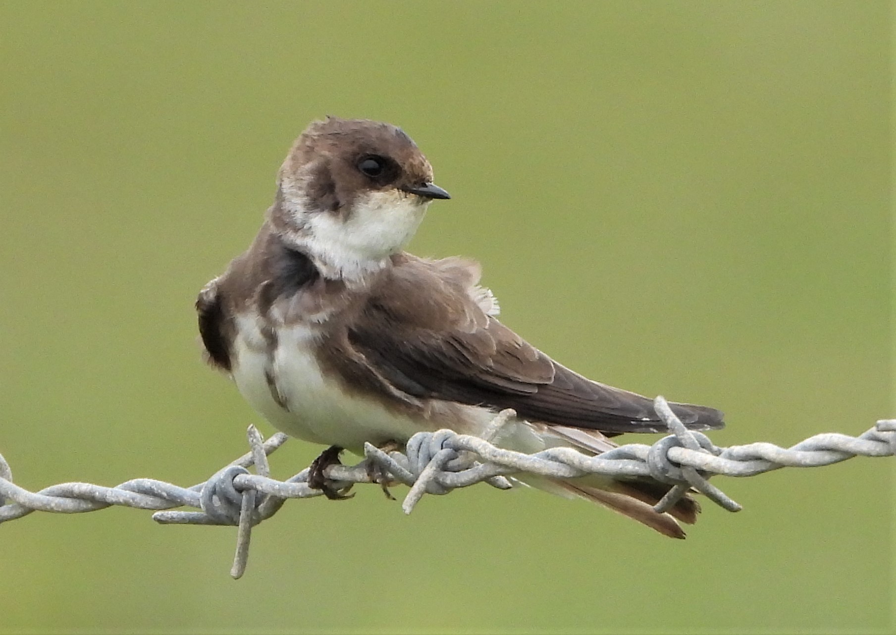 Sand Martin - 14-05-2021