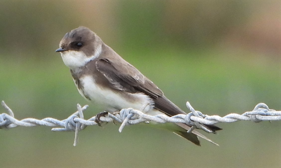 Sand Martin - 14-05-2021