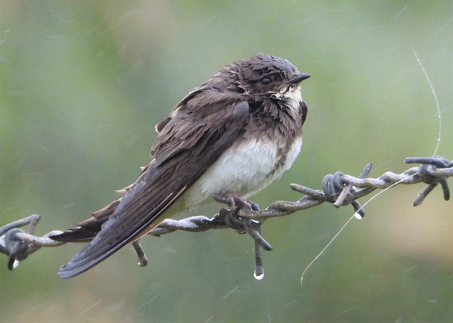 Sand Martin - 17-08-2021