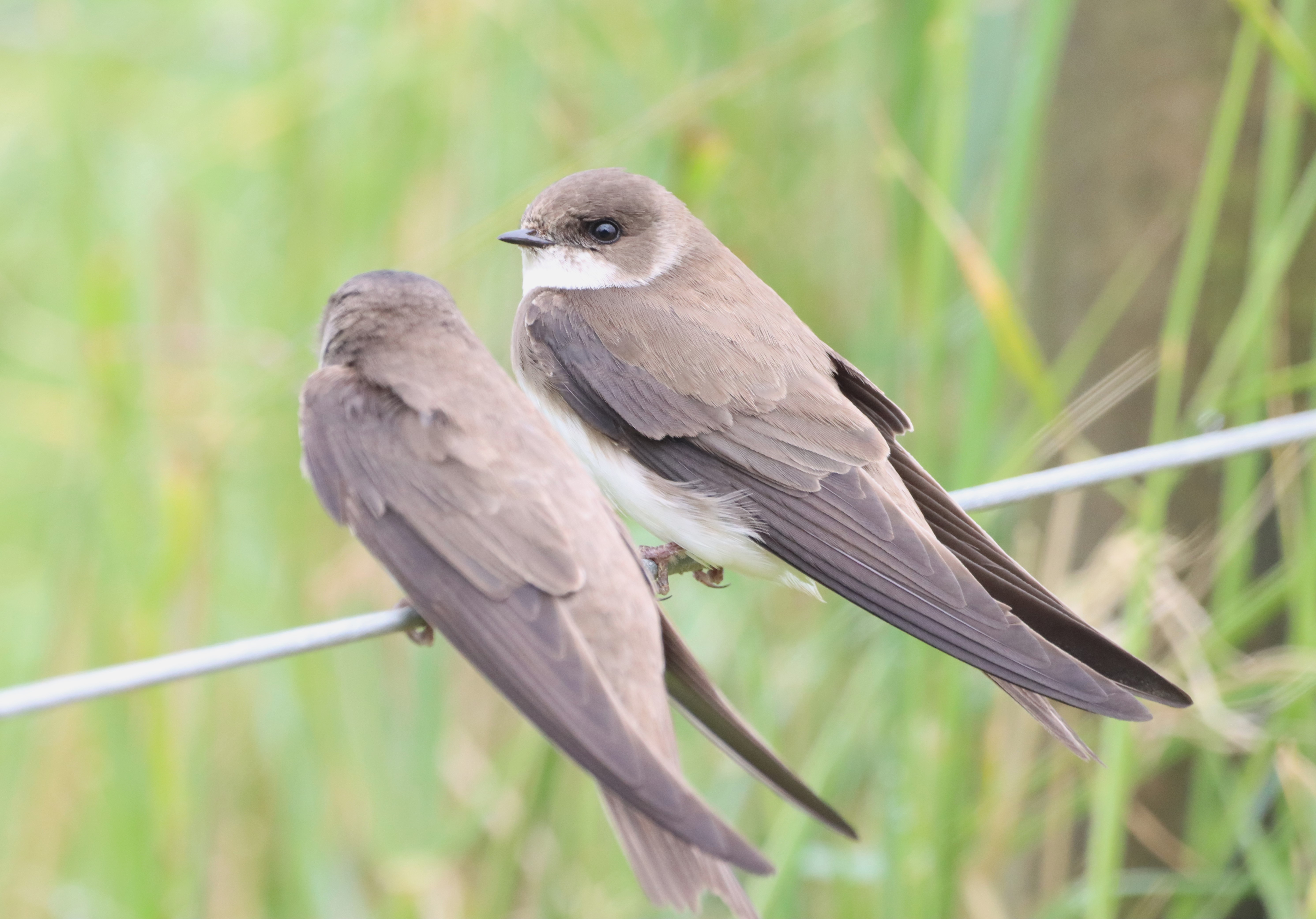 Sand Martin - 08-06-2024