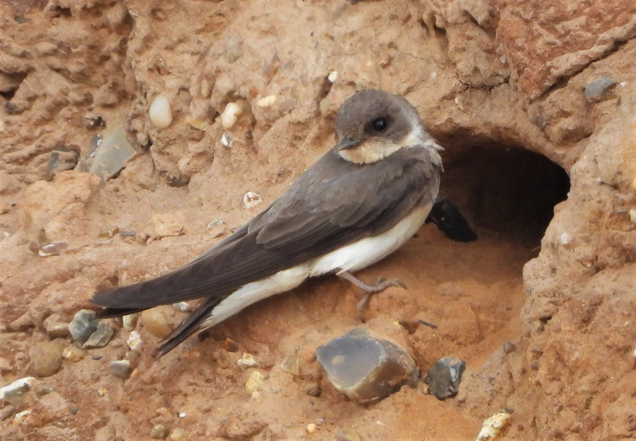 Sand Martin - 12-07-2021