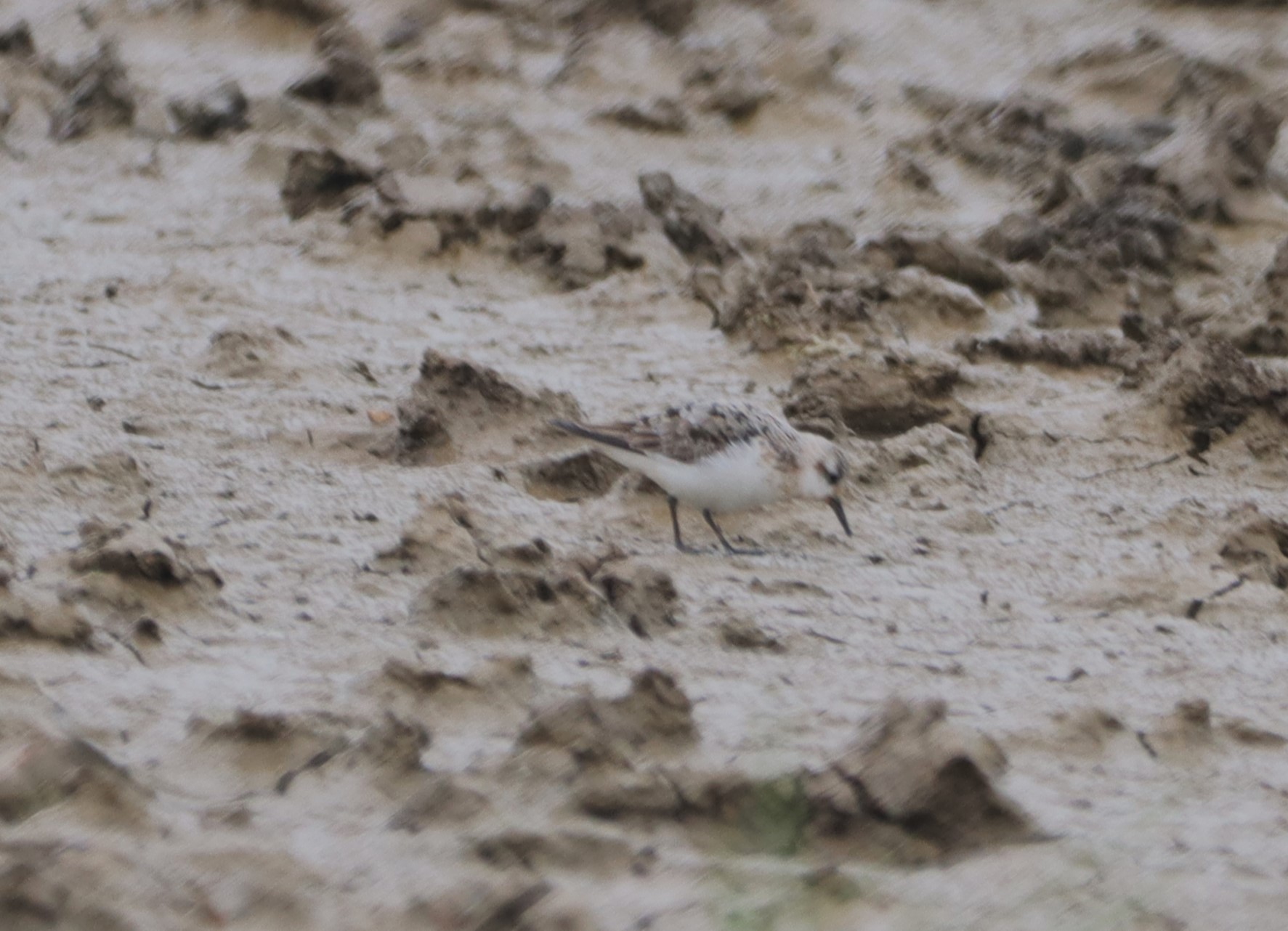 Sanderling - 24-08-2024