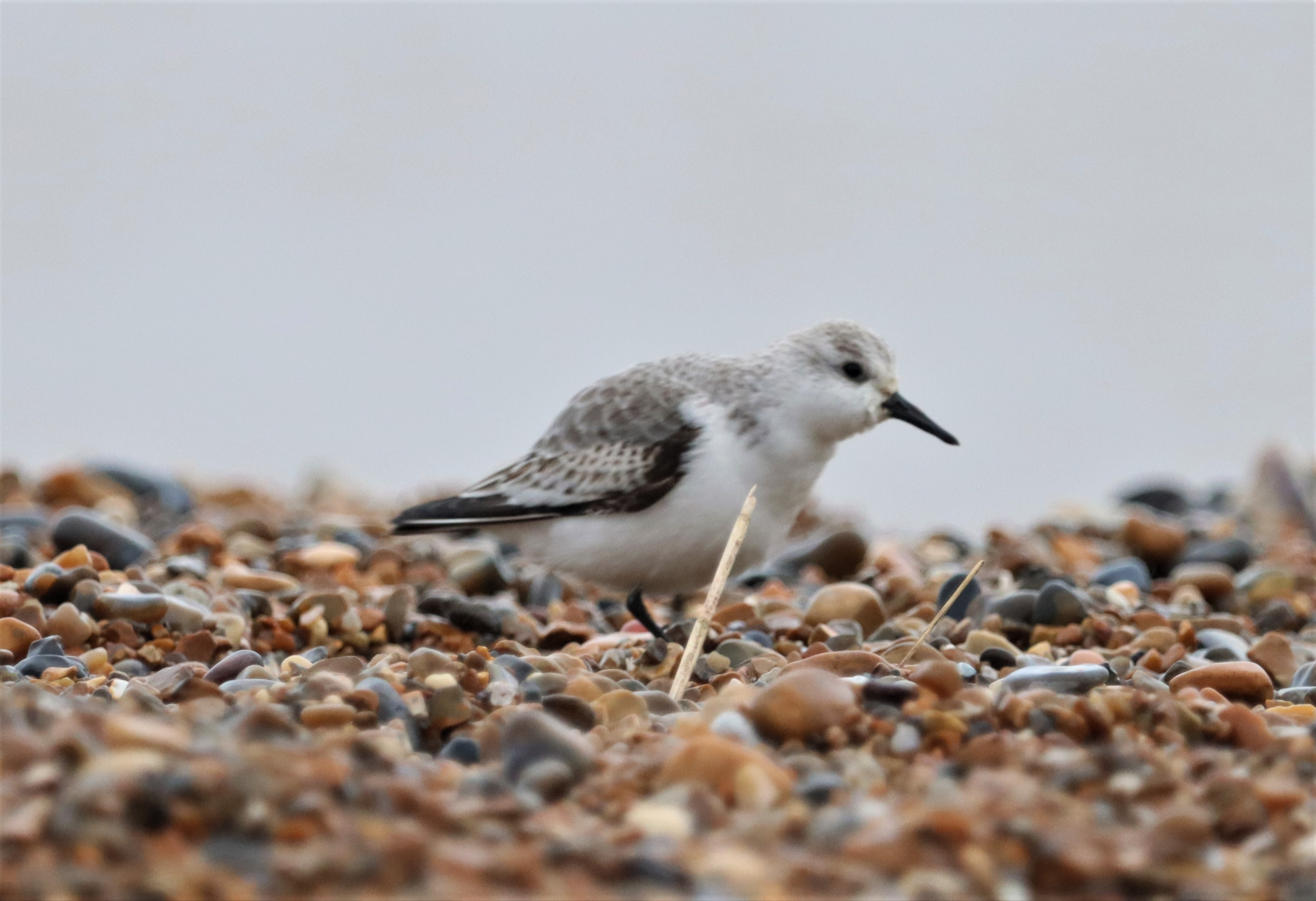 Sanderling - 29-12-2021