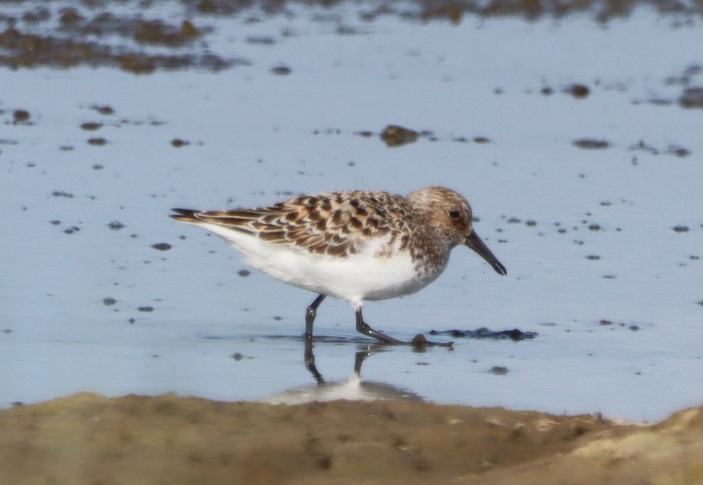 Sanderling - 04-06-2023