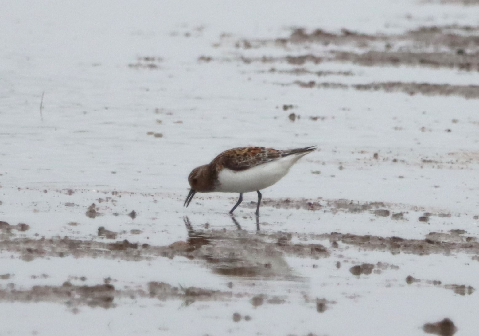 Sanderling - 06-06-2023