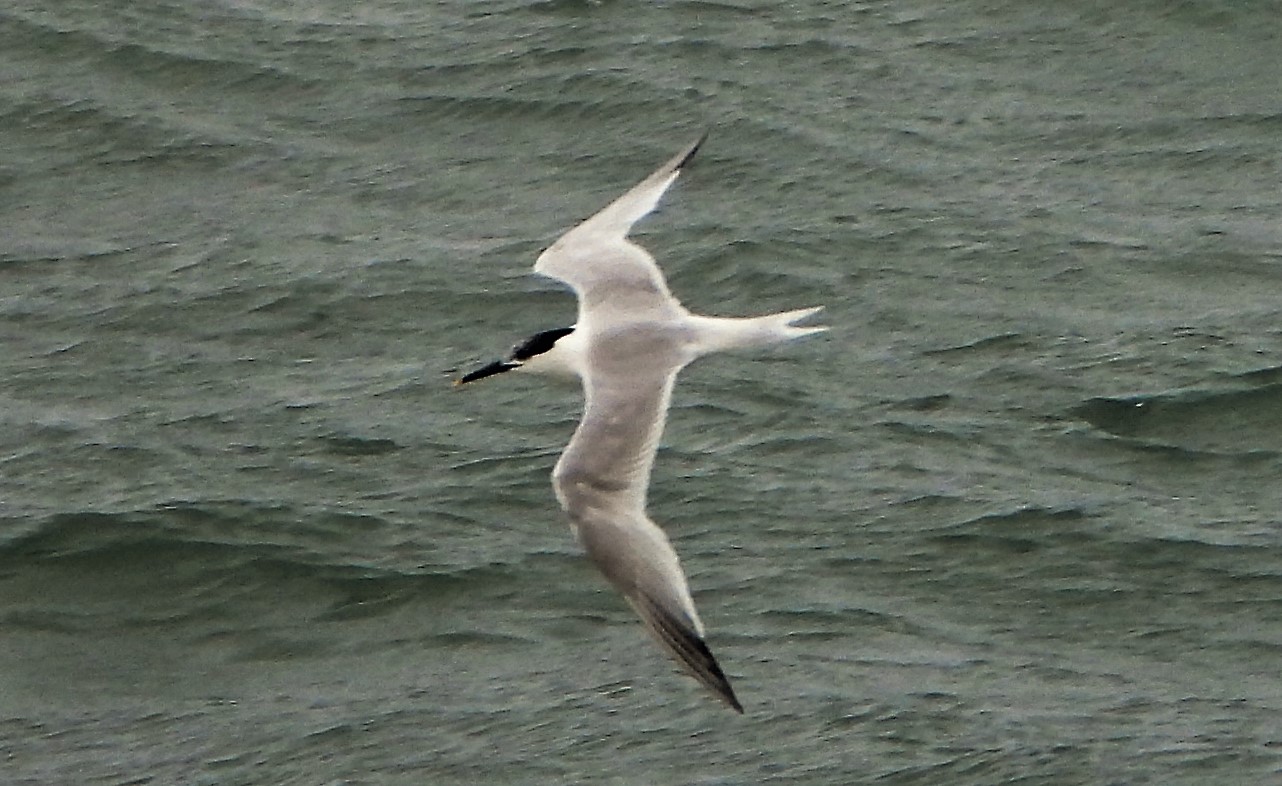 Sandwich Tern - 14-07-2021