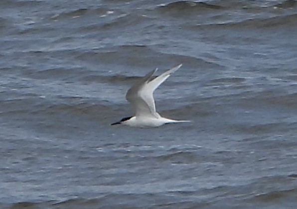 Sandwich Tern - 25-05-2021