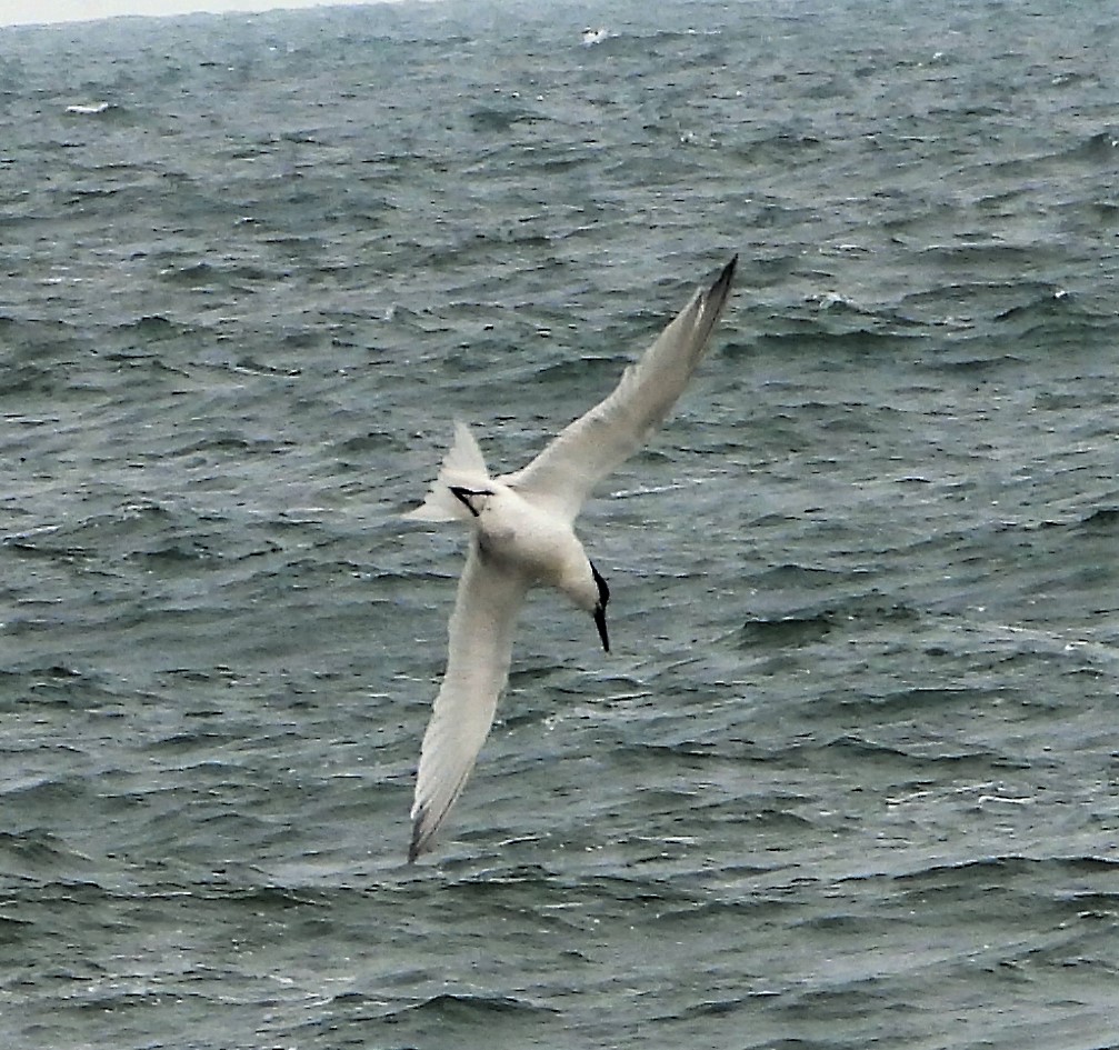 Sandwich Tern - 27-06-2021