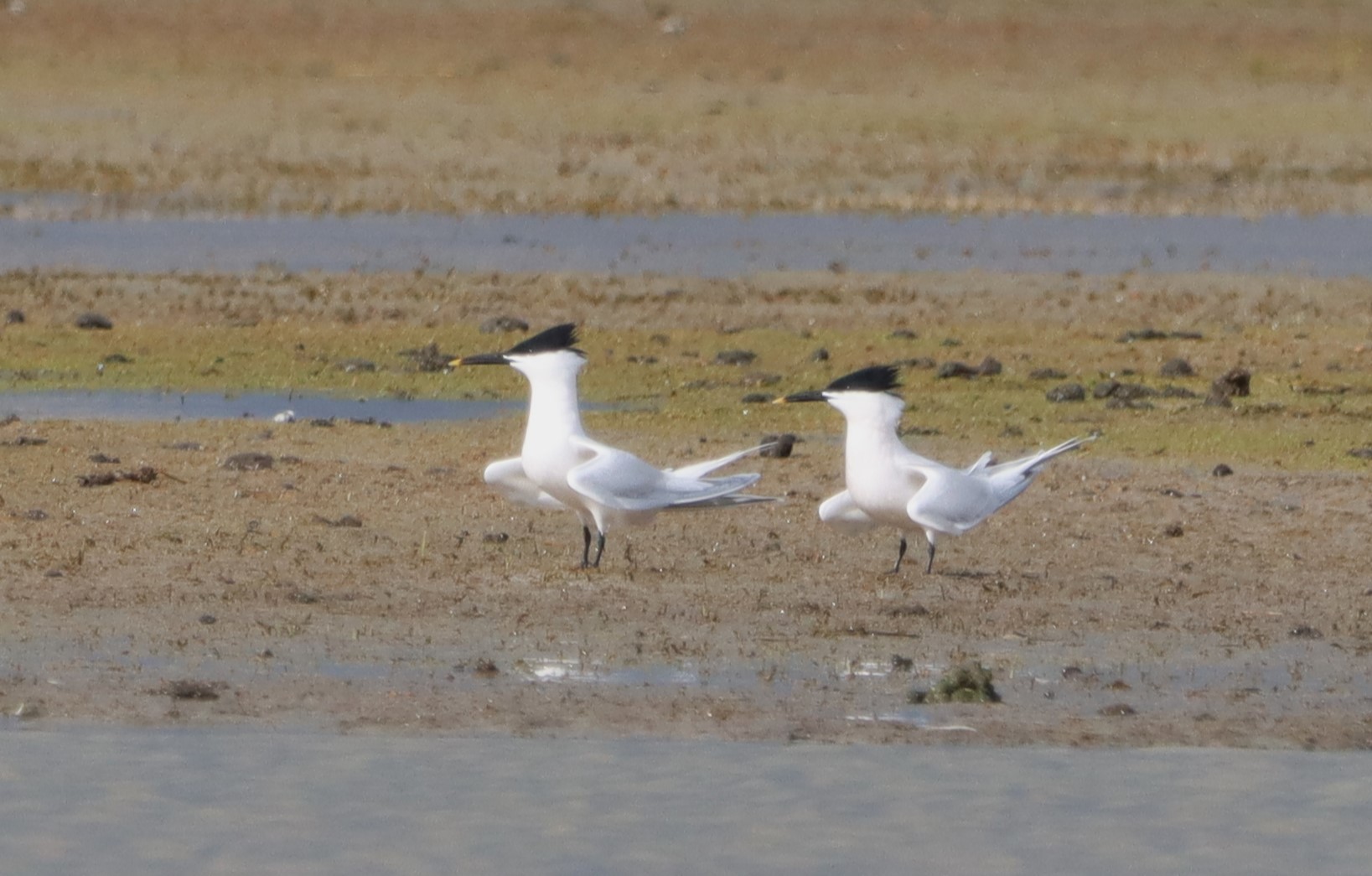 Sandwich Tern - 10-04-2023