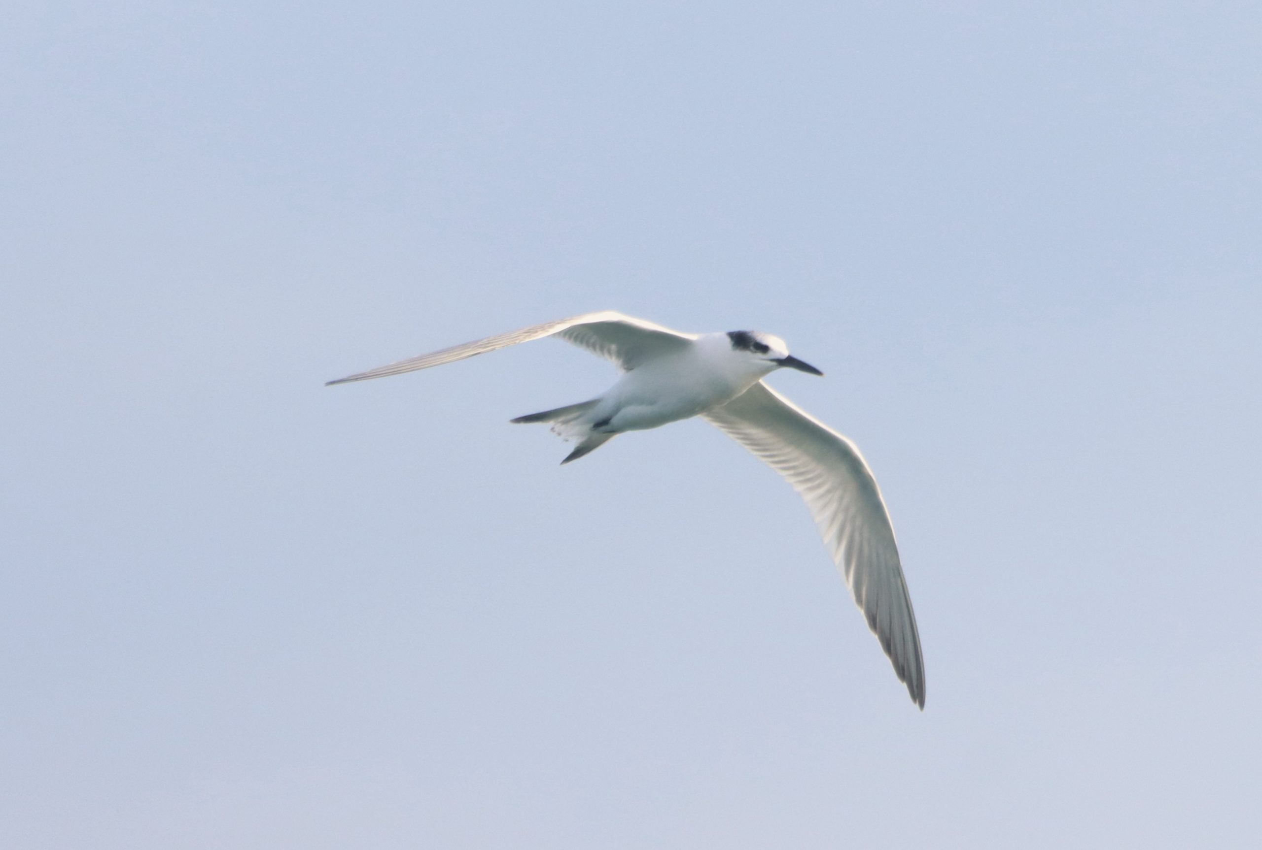 Sandwich Tern - 12-09-2026