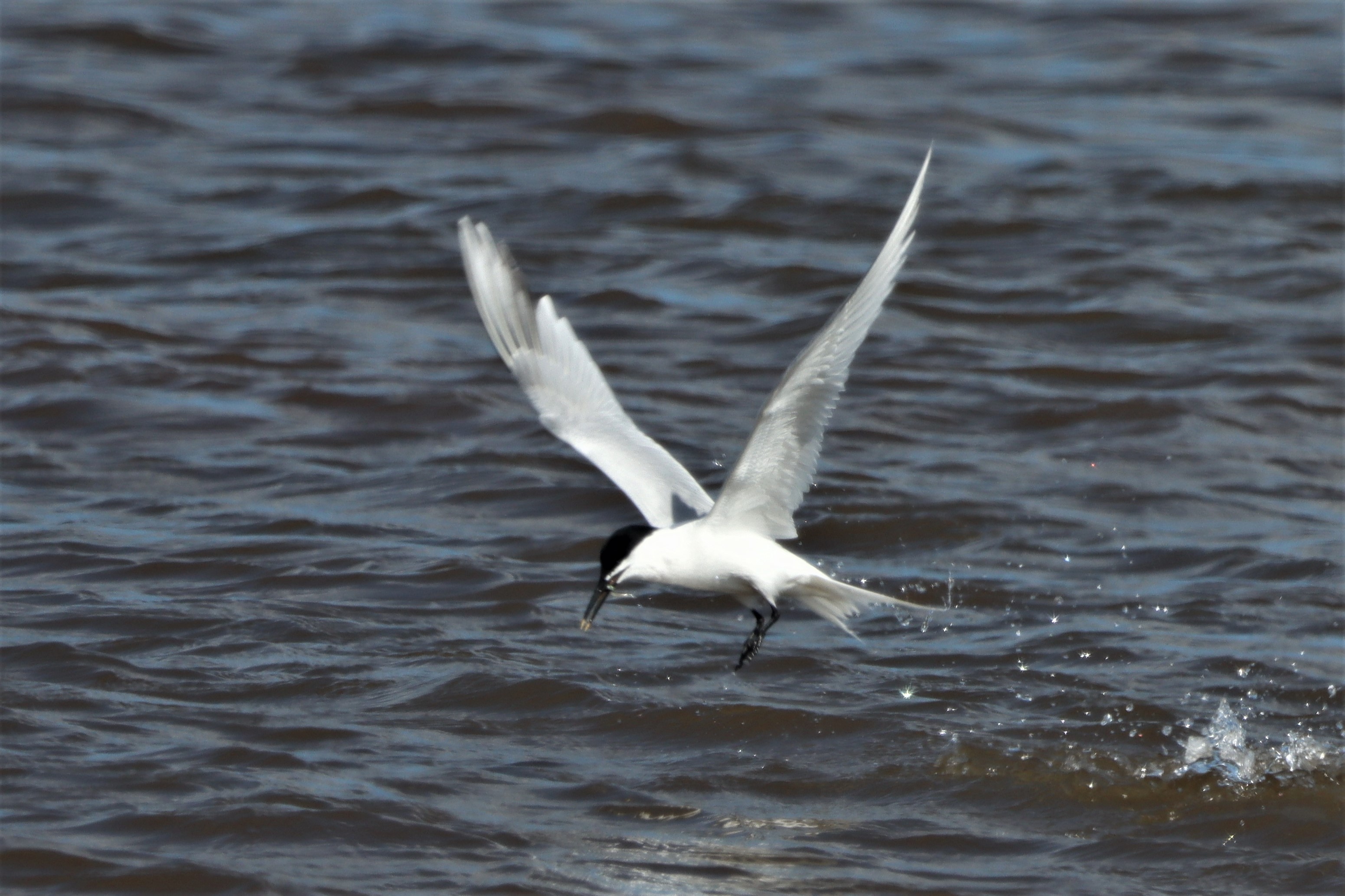 Sandwich Tern - 24-05-2021