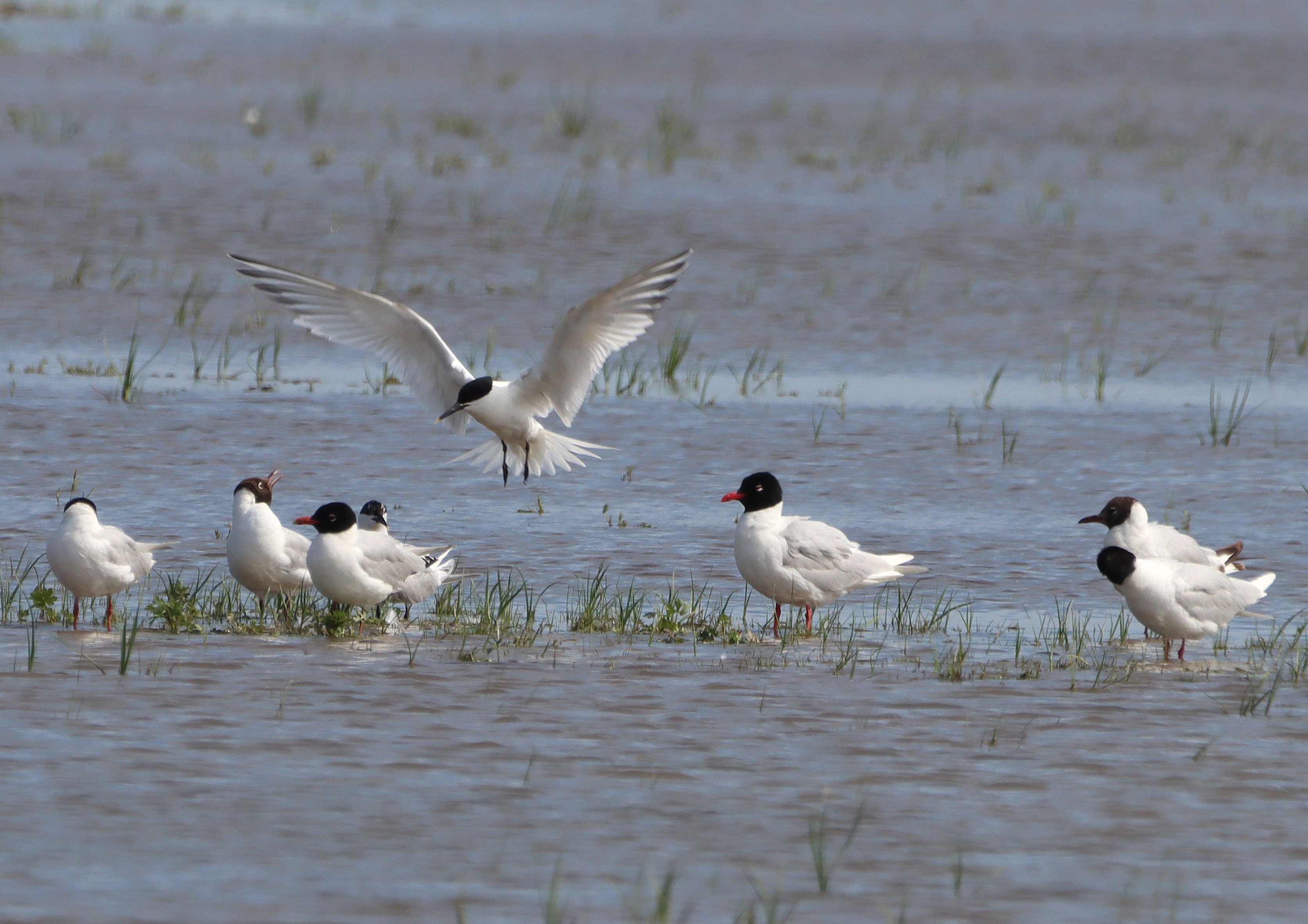 Sandwich Tern - 27-06-2025